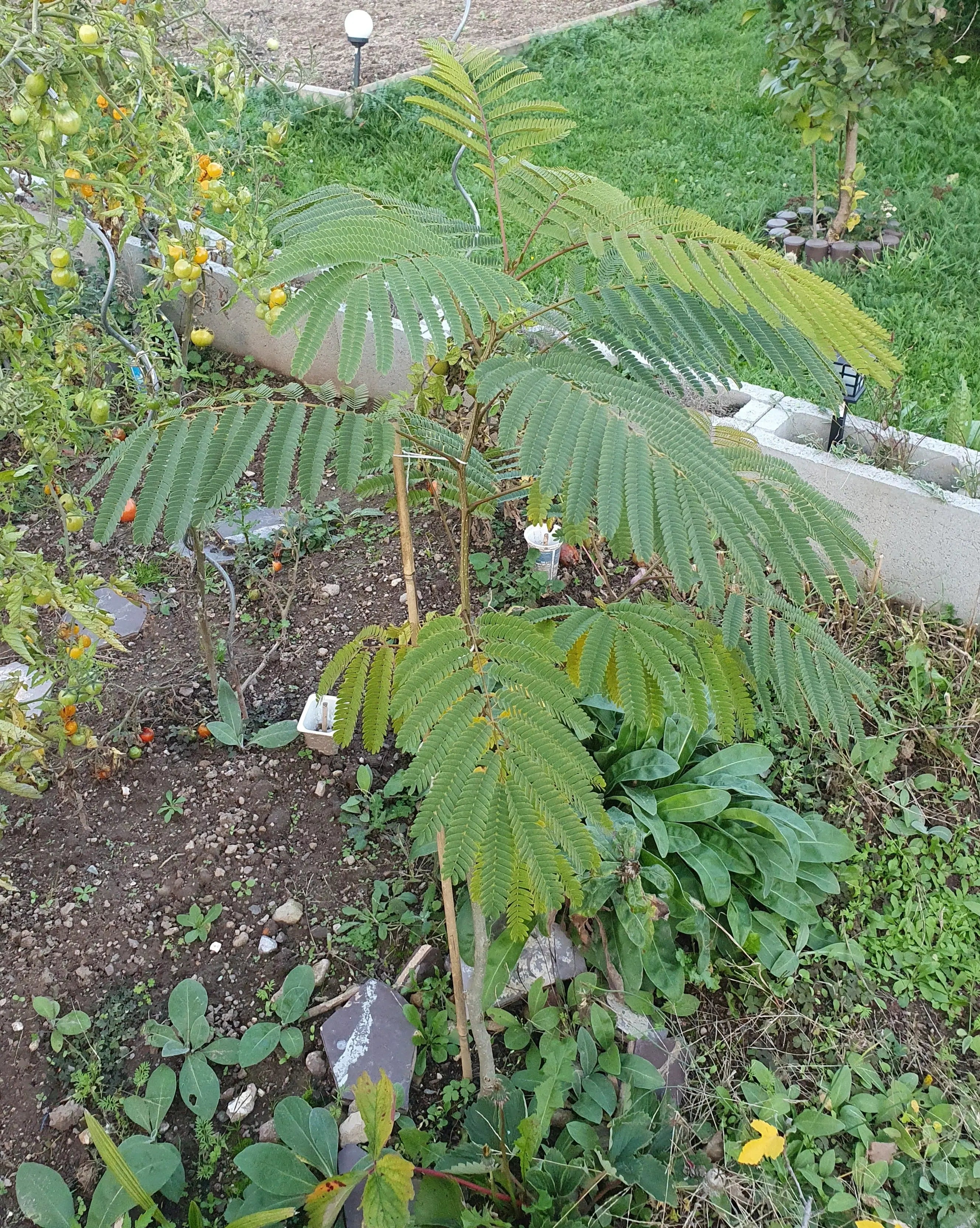 Albizia julibrissin &