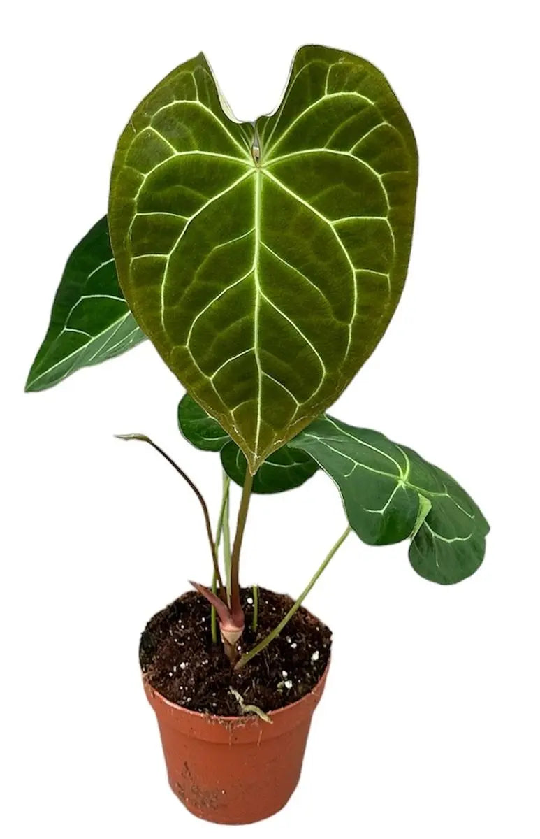 Anthurium - Große Auswahl Flamingoblumen, Anthurien - Image