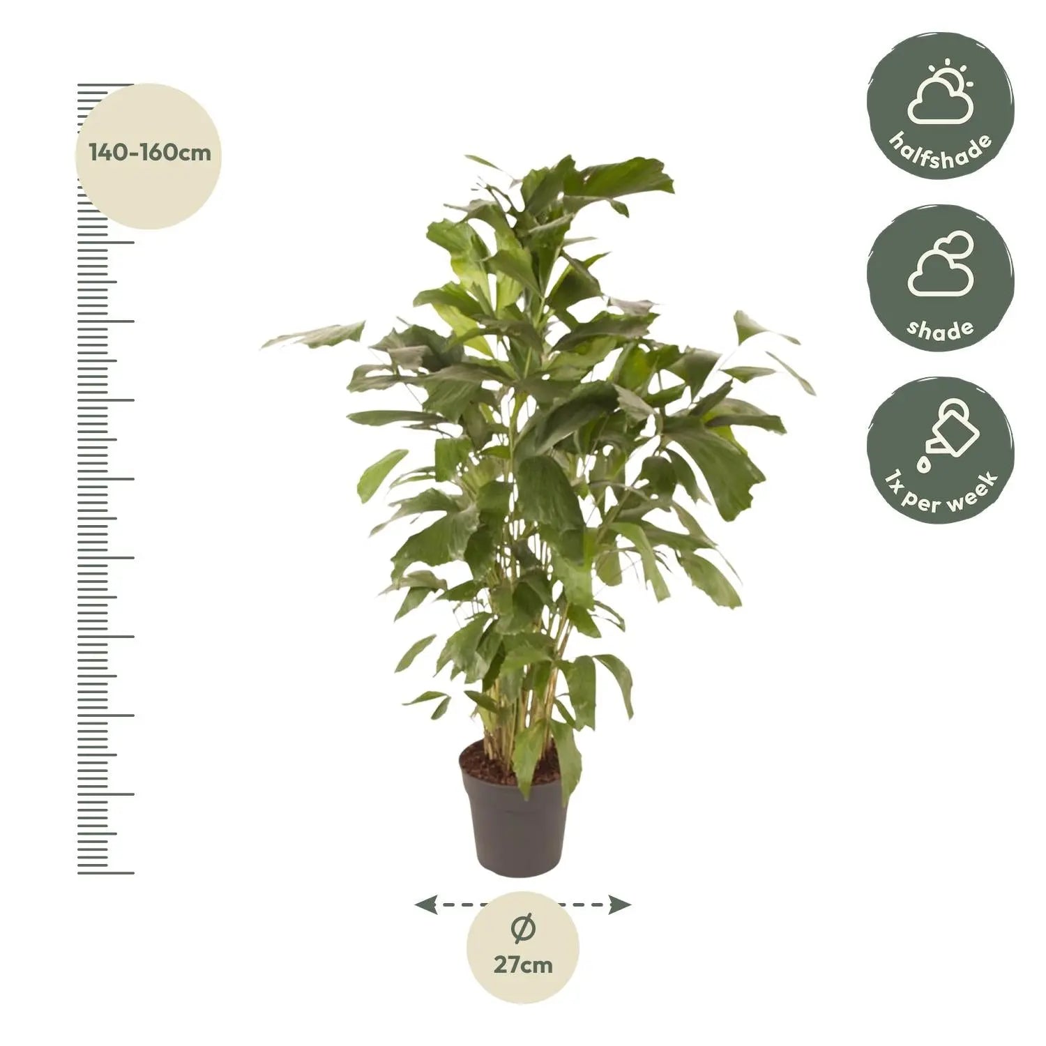 Caryota Mitis - Fischschwanzpalme - Image