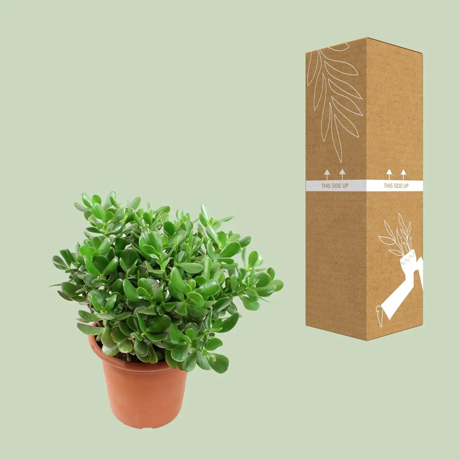 Crassula Ovata - Jadestrauch, Geldbaum - Image