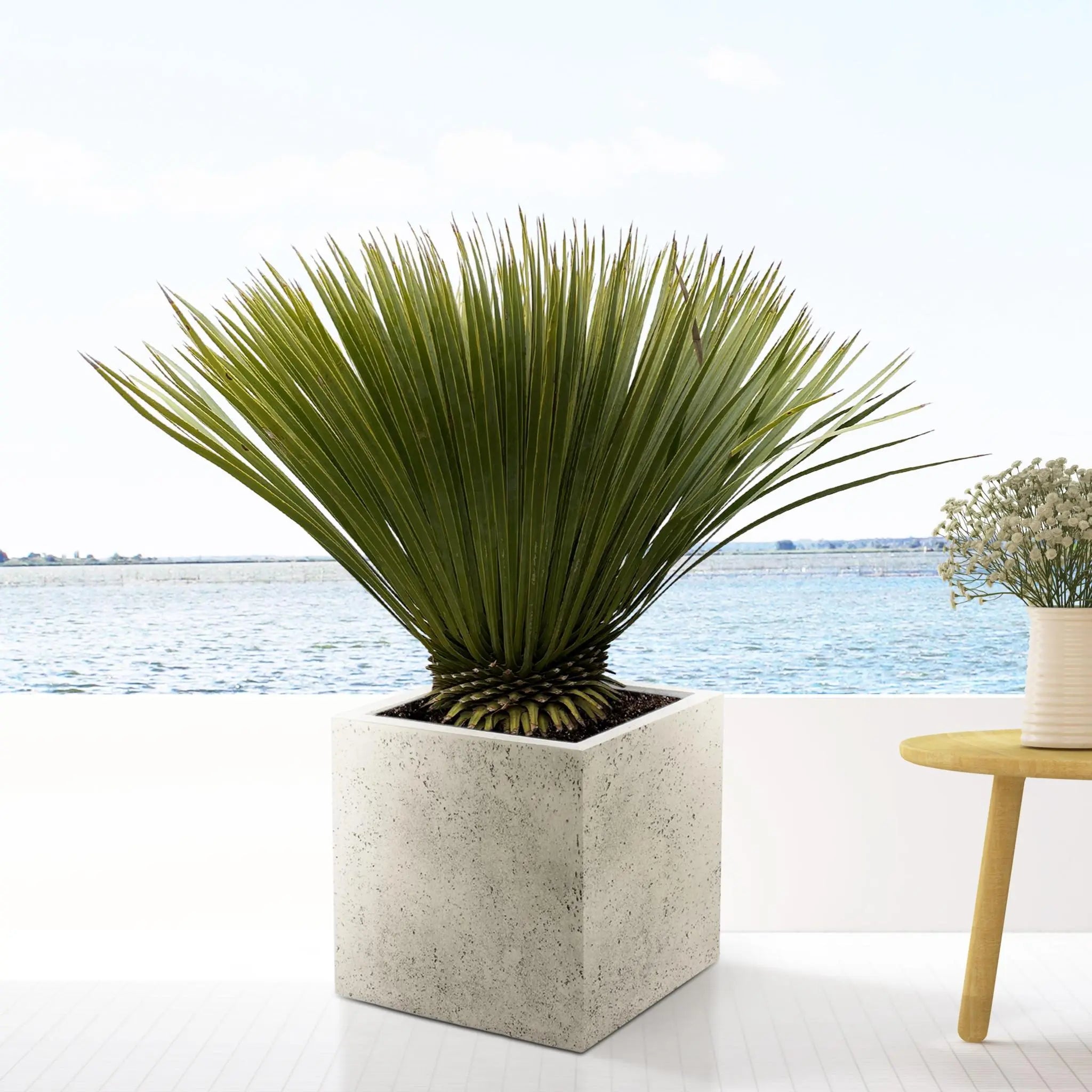 Yucca rostrata - Blaublättrige Palmlilie (↕90cm・⌀30cm) - Image