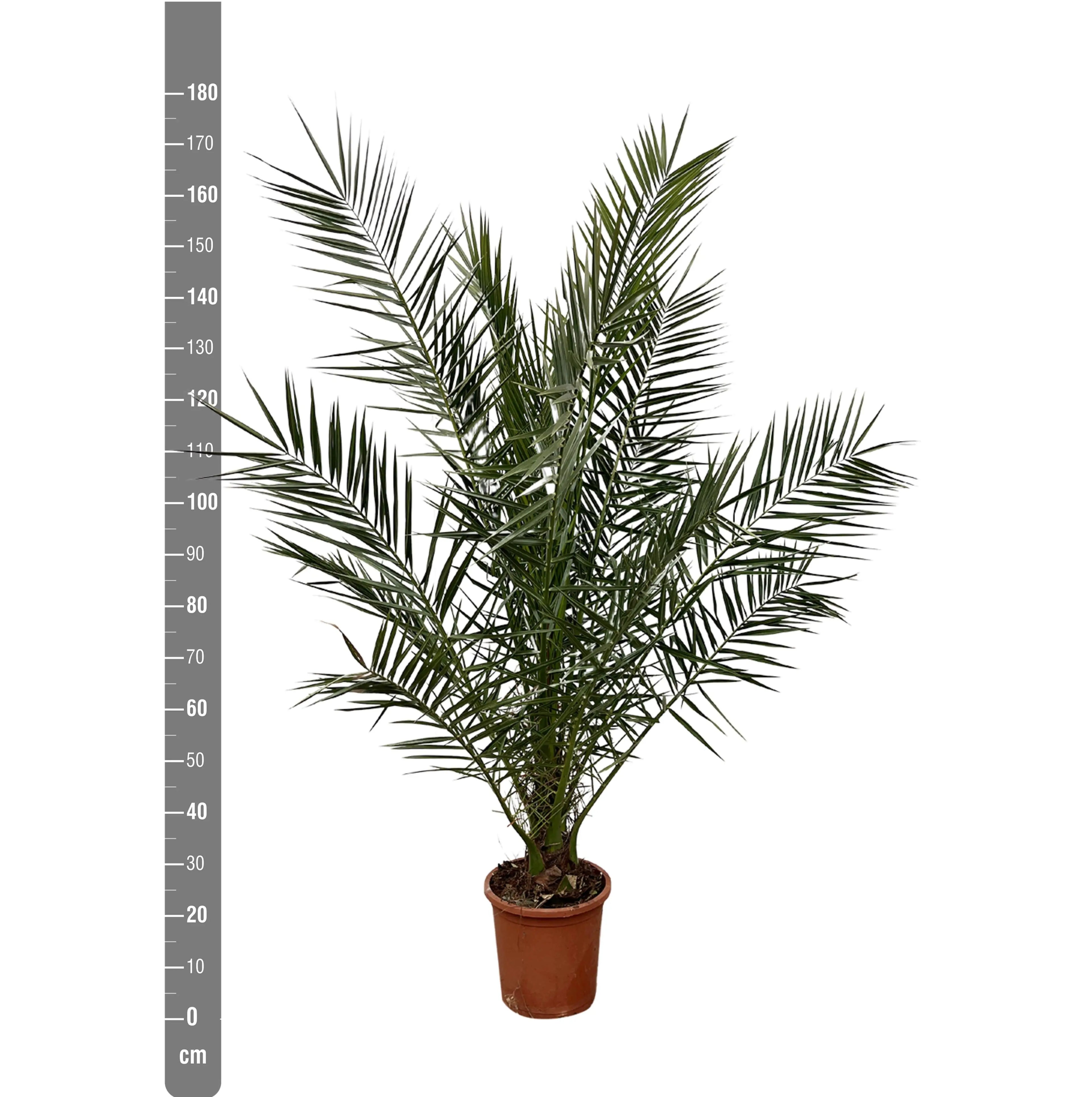 Phoenix Canariensis - Kanarische Dattelpalme - Image
