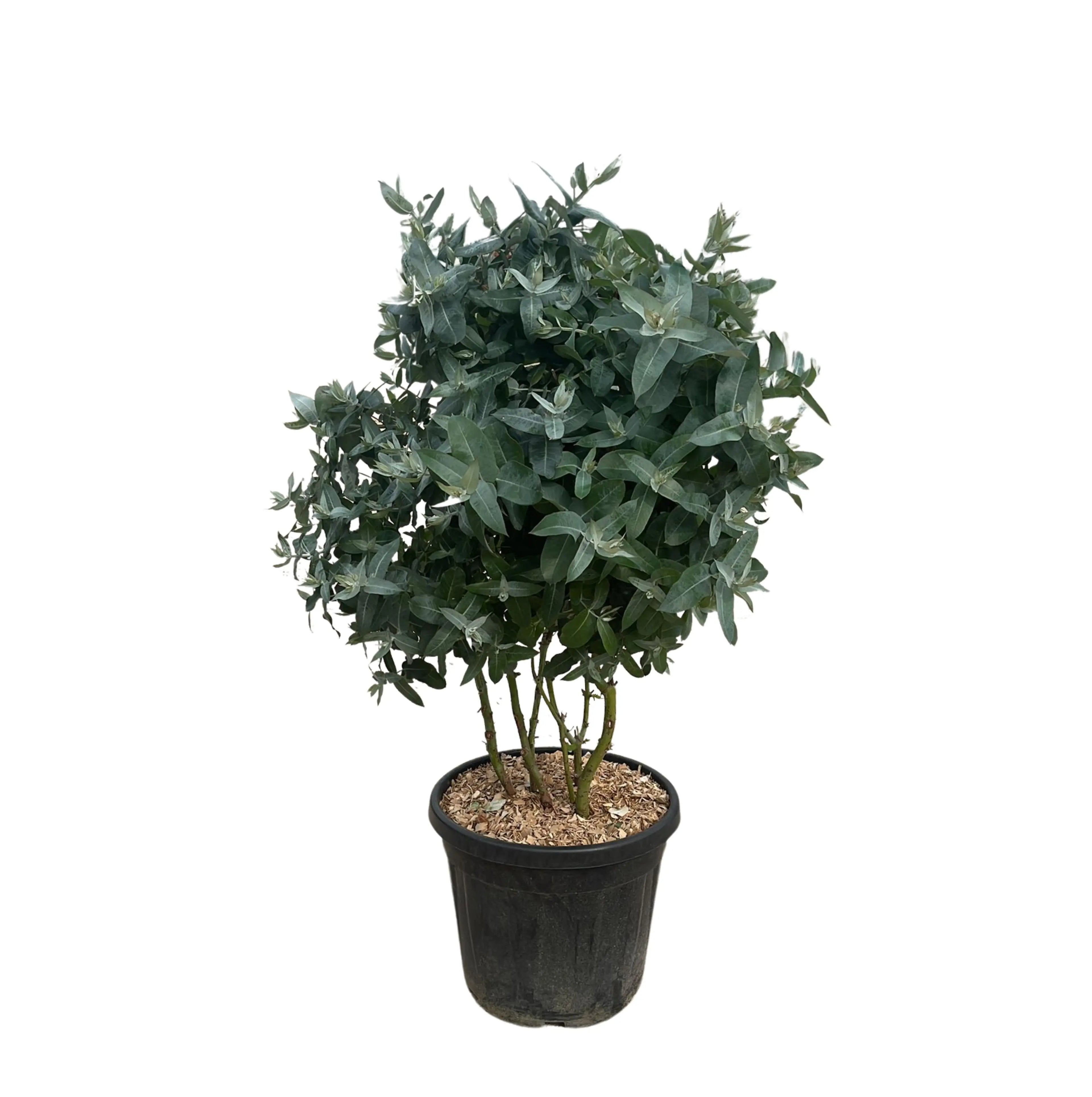 Eucalyptus gunnii - Mostgummi-Eukalyptus - Image