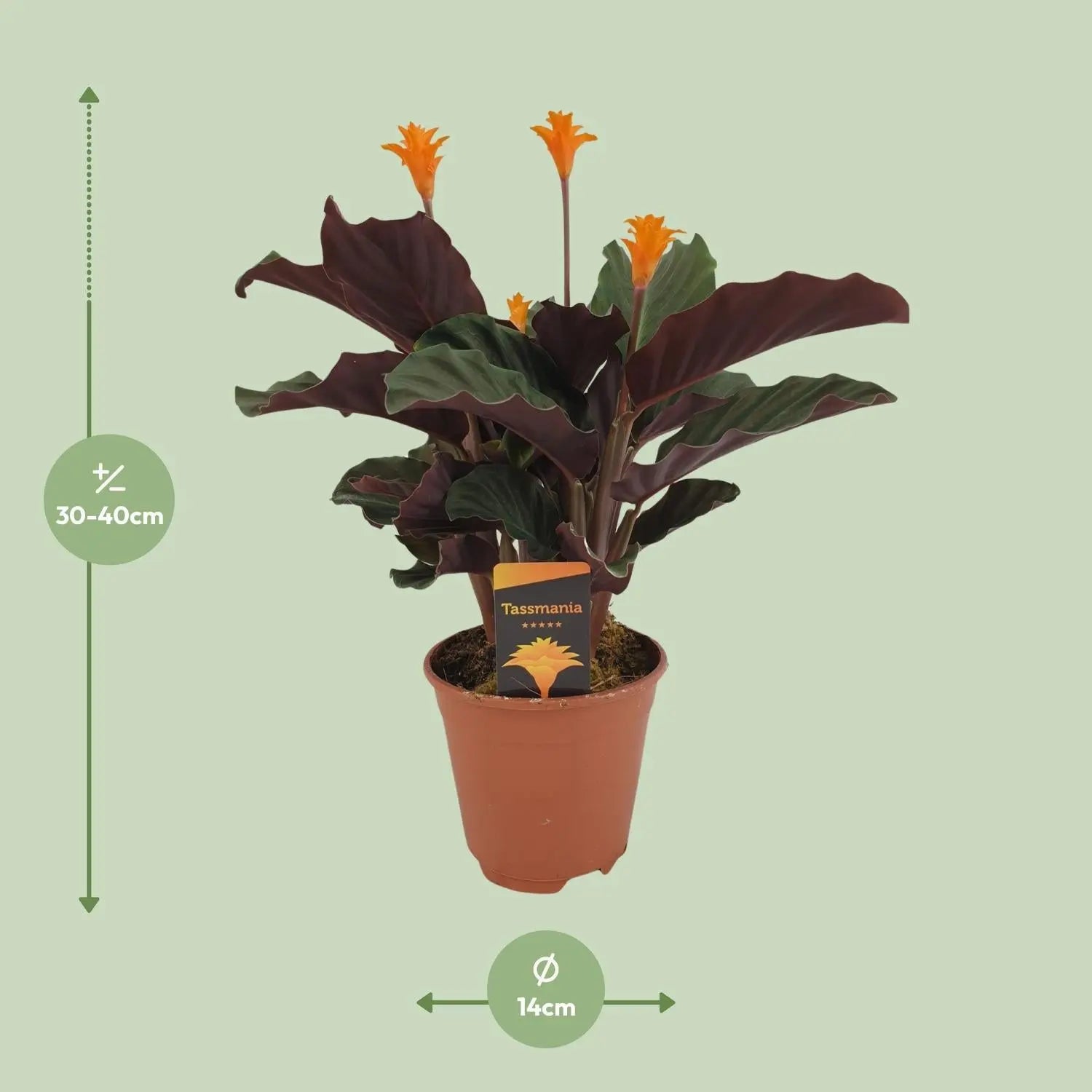 Calathea - Korbmarante - Image