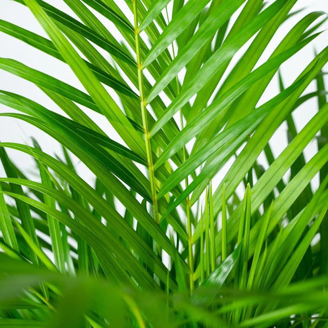 Dypsis lusescens - Goldfruchtpalme (↨110cm・⌀21cm) - Image