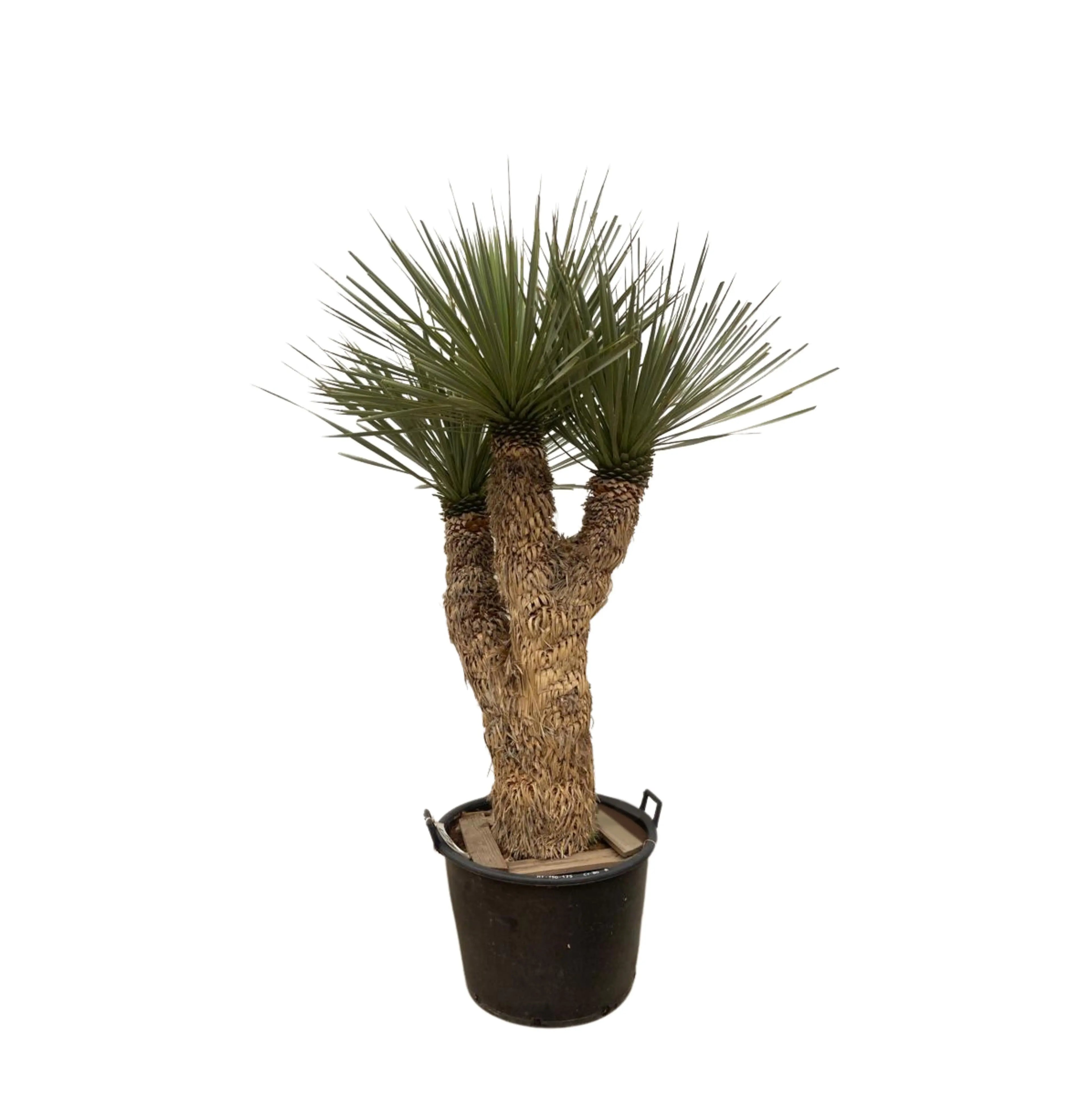 Yucca rostrata - Blaublättrige Palmlilie - Image