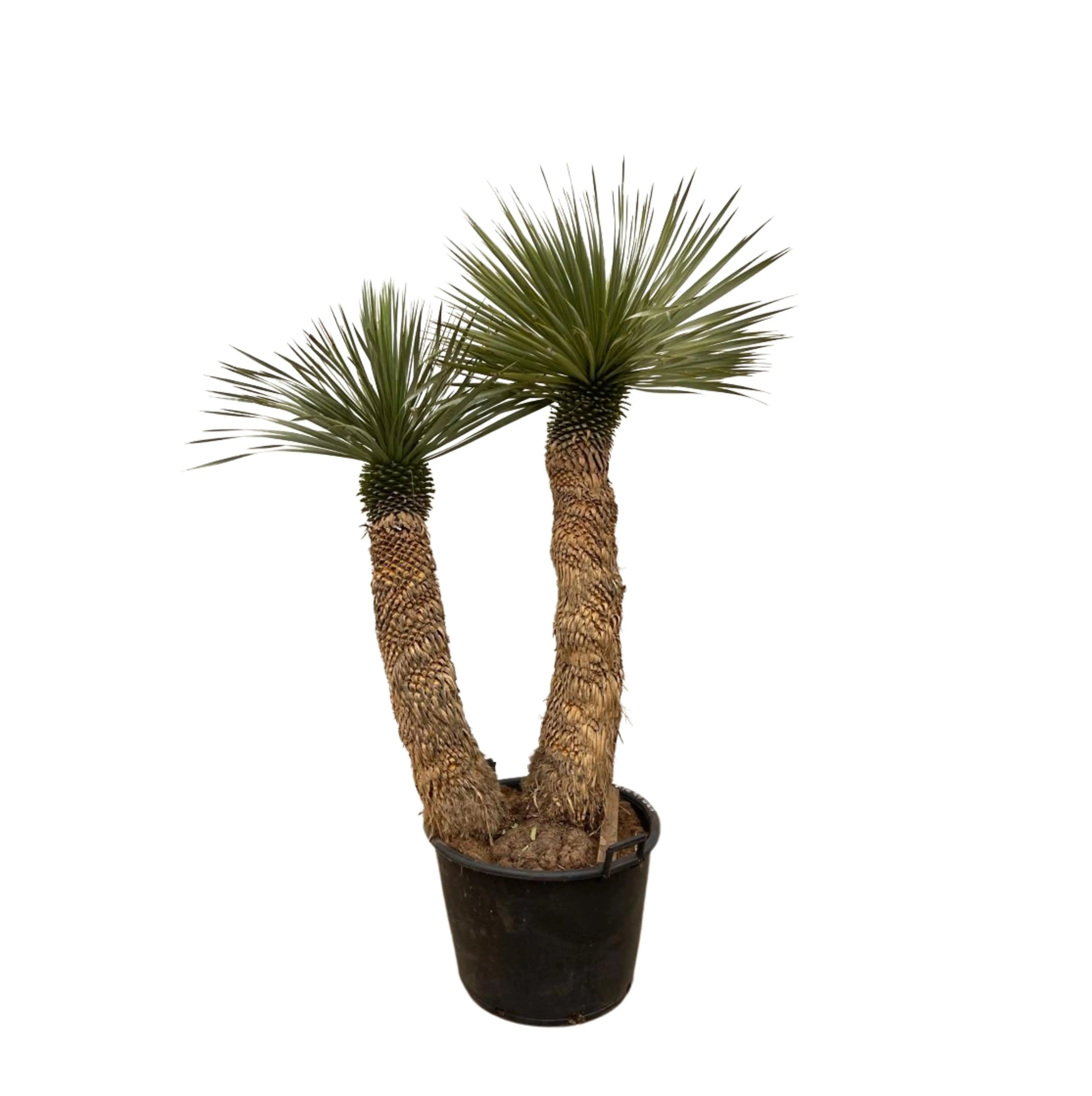 Yucca rostrata - Blaublättrige Palmlilie - Image