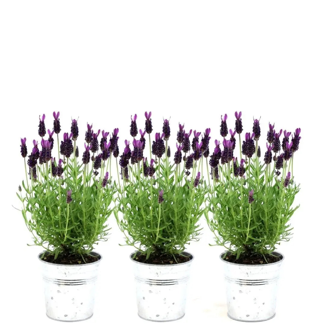 Lavandula - Verschiedene Sorten winterharter Lavendel - Image
