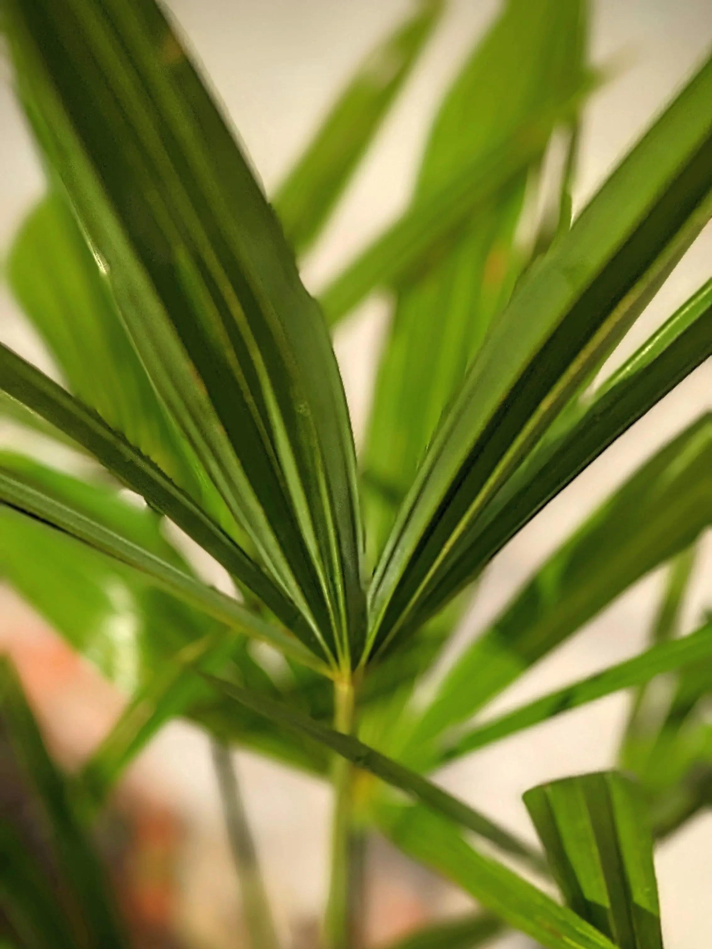 Trachycarpus fortunei - Chinesische Hanfpalme aus Freilandzucht - Image