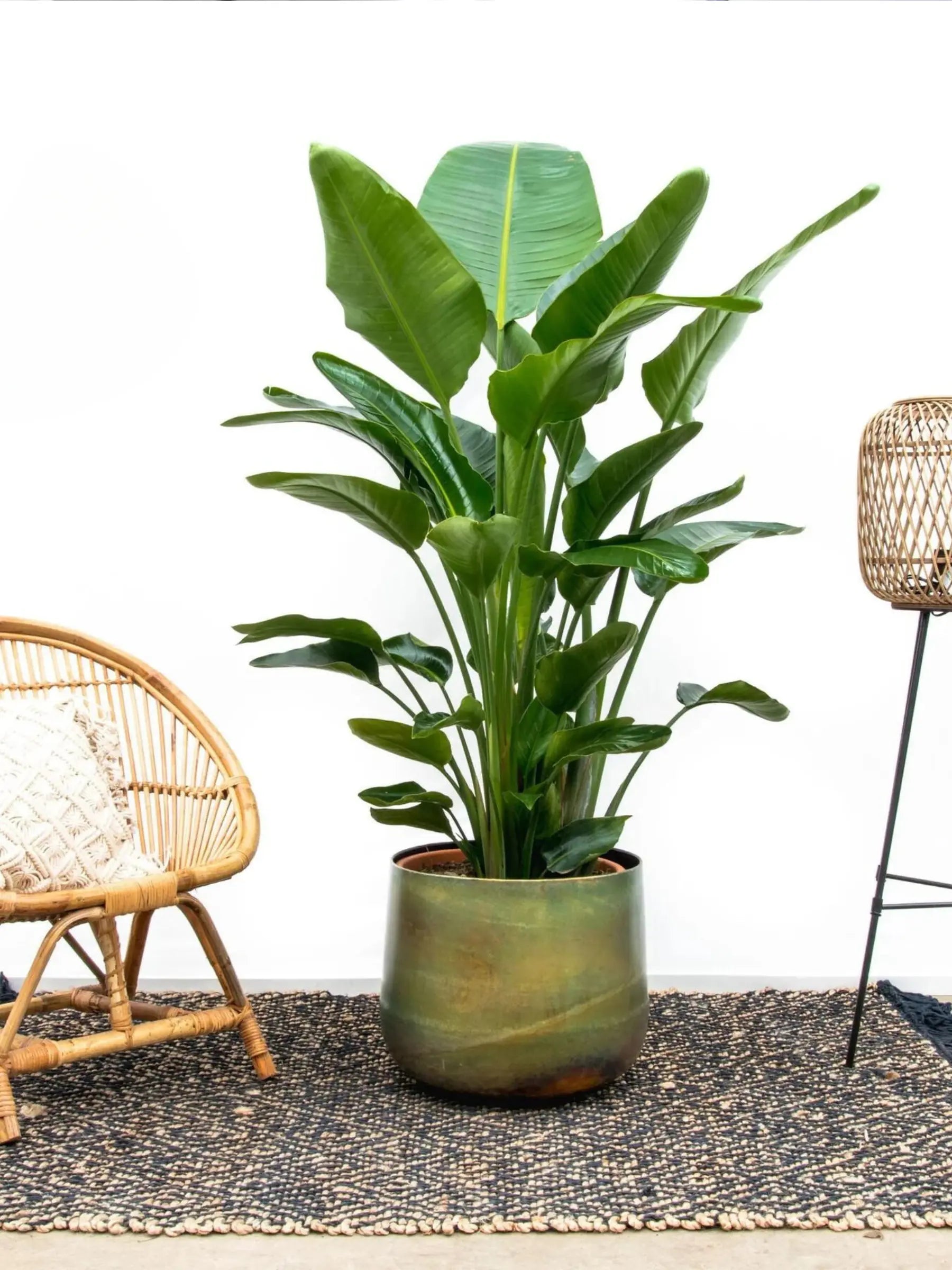 Strelitzia nicolai - Baumstrelitzie - Image