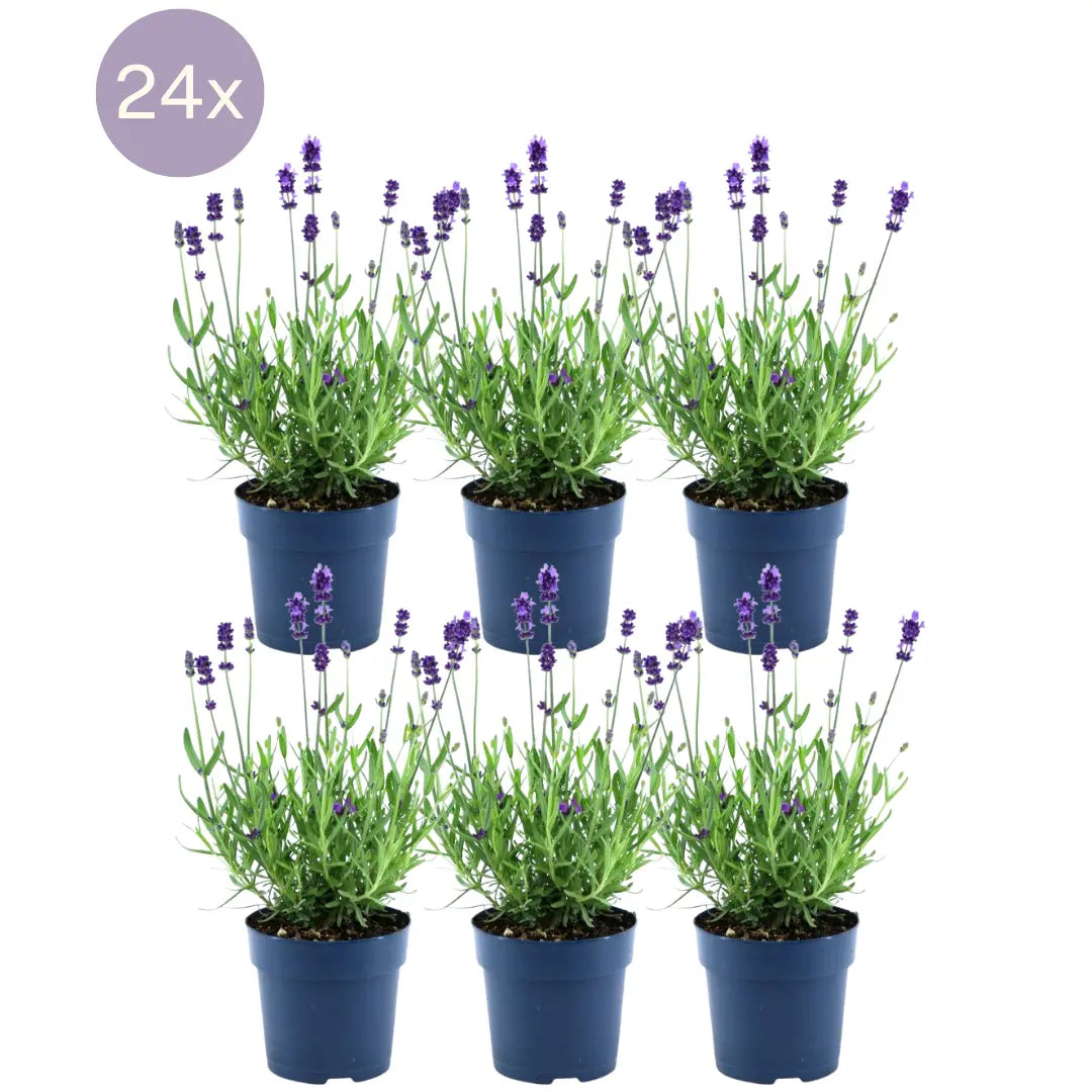 Lavandula - Verschiedene Sorten winterharter Lavendel - Image