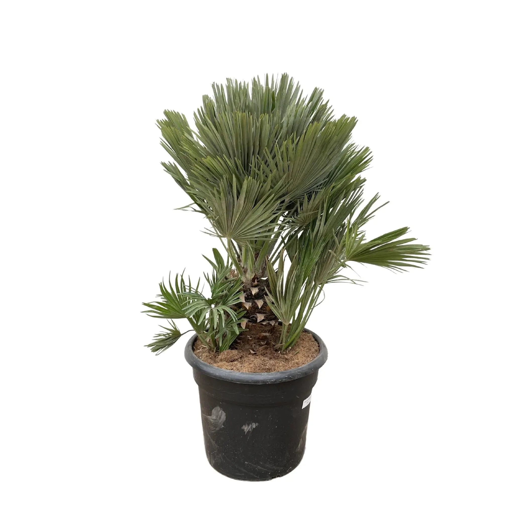 Chamaerops humilis - Europäische Zwergpalme - Image