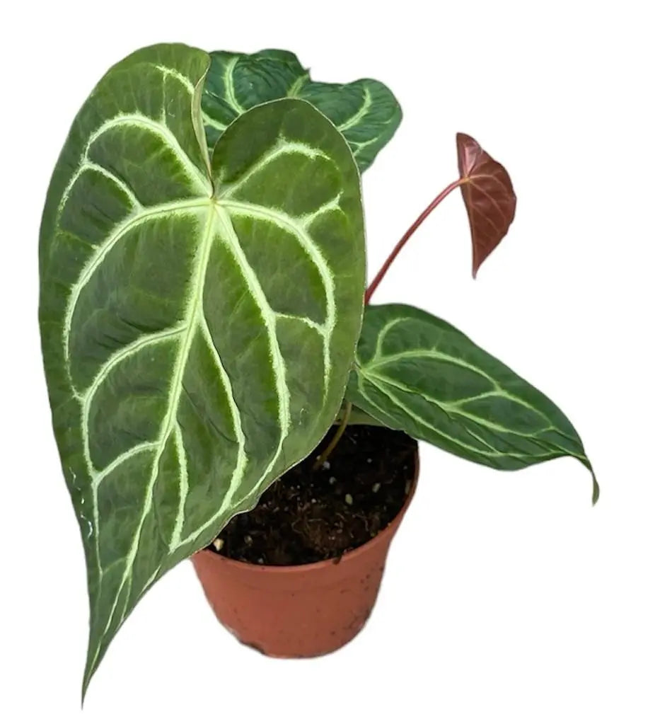 Anthurium - Große Auswahl Flamingoblumen, Anthurien - Image