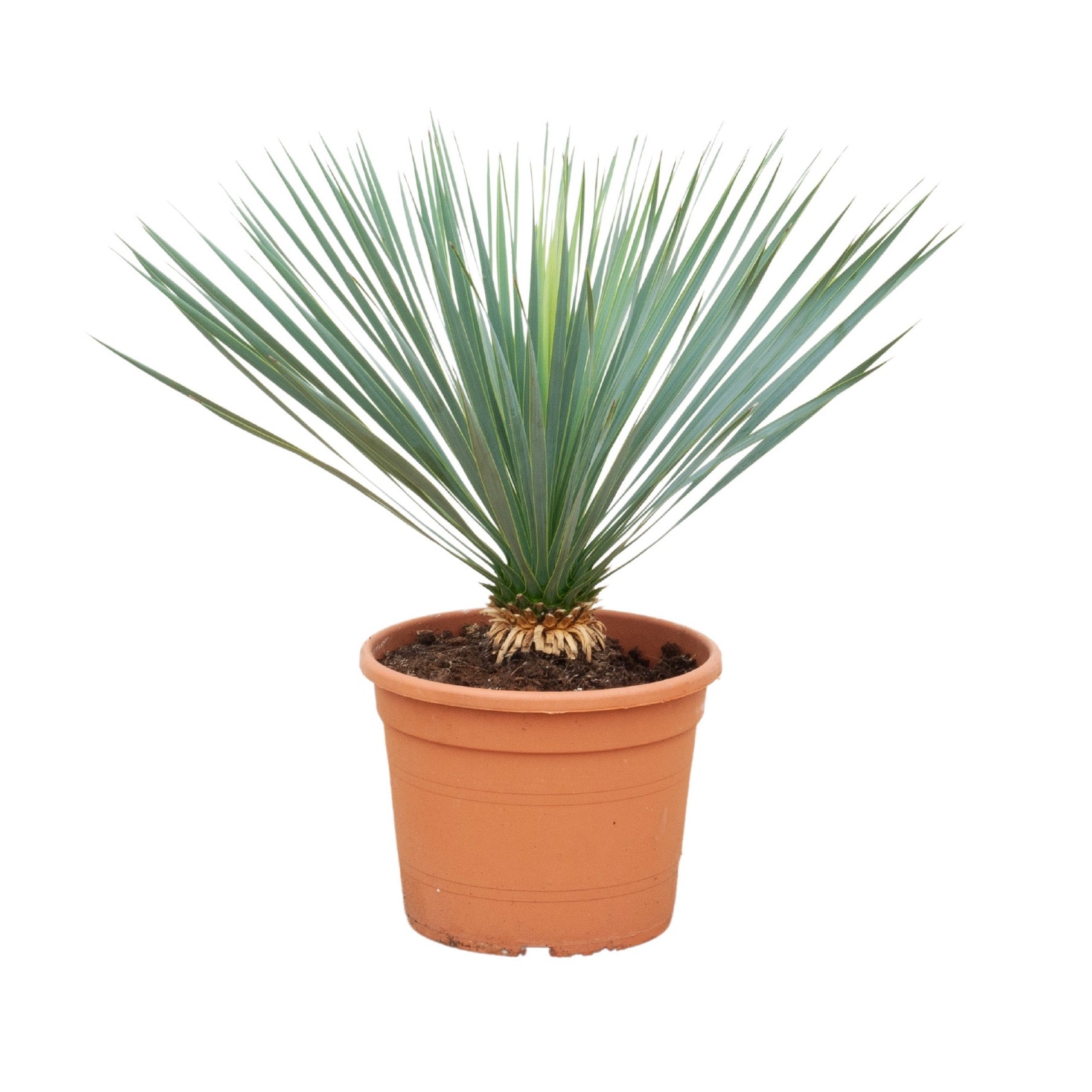 Yucca rostrata - Blaublättrige Palmlilie