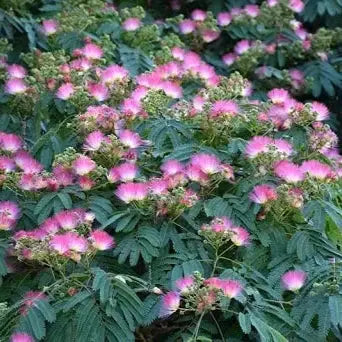 Albizia julibrissin &