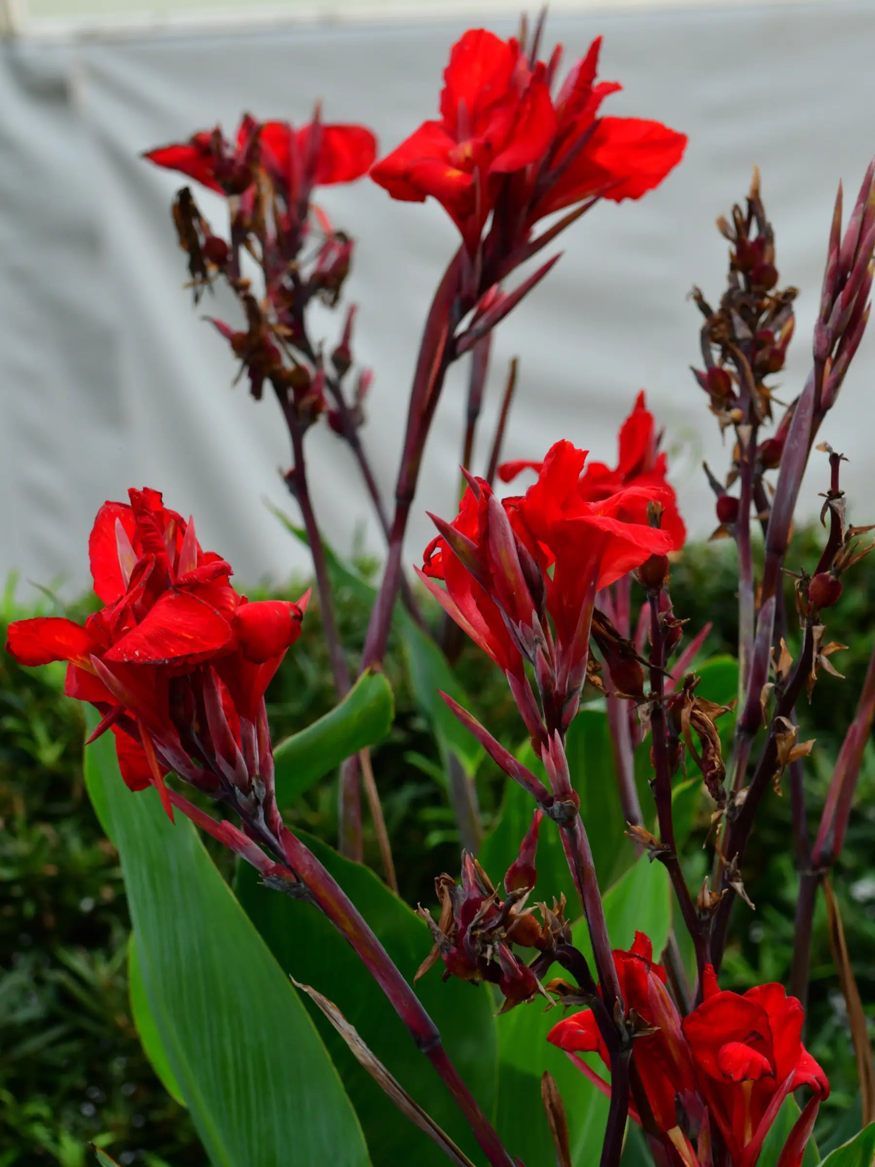 Canna indica - Indisches Blumenrohr - Image