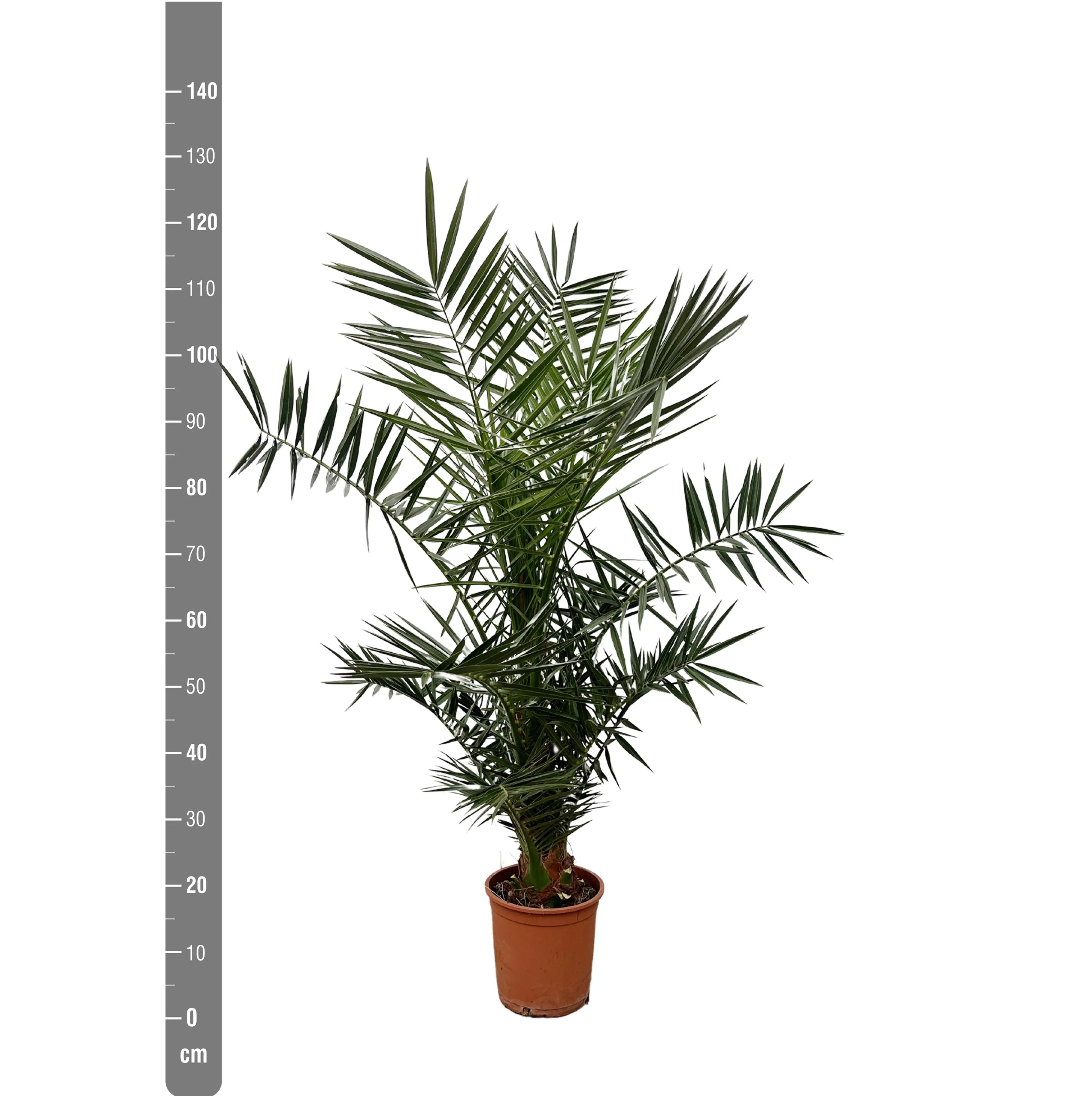 Phoenix Canariensis - Kanarische Dattelpalme - Image