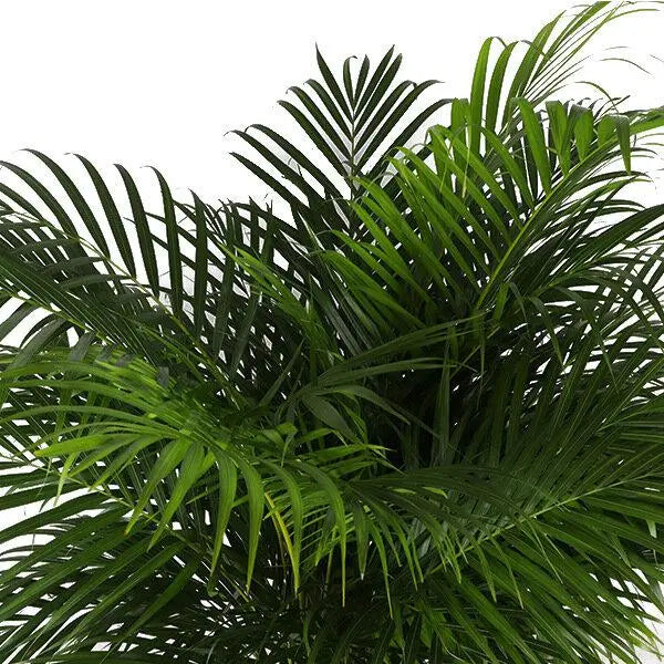 Howea forsteriana - Kentiapalme - Image