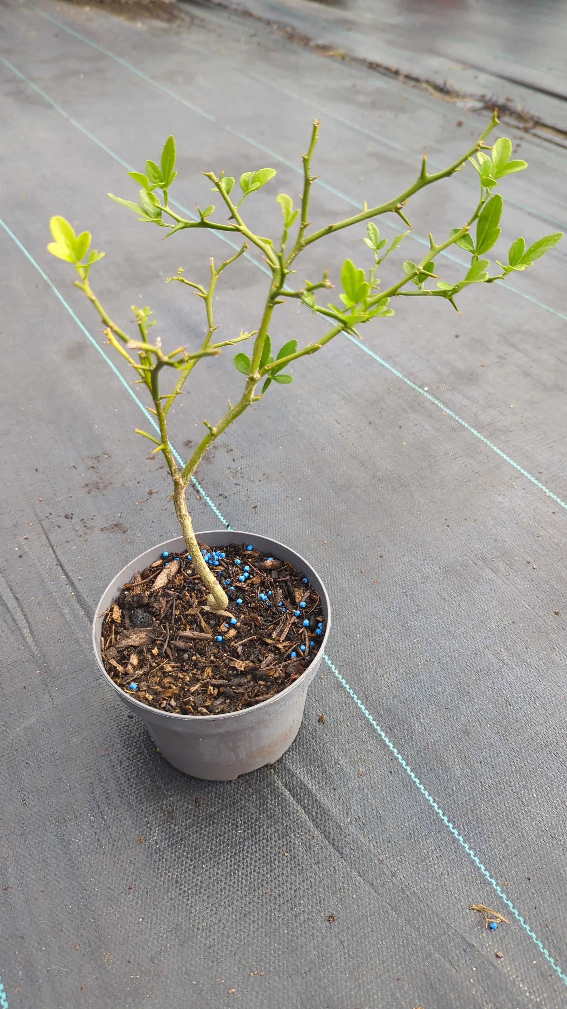 Poncirus trifoliata - Dreiblättrige Bitterorange aus Freilandzucht - Image