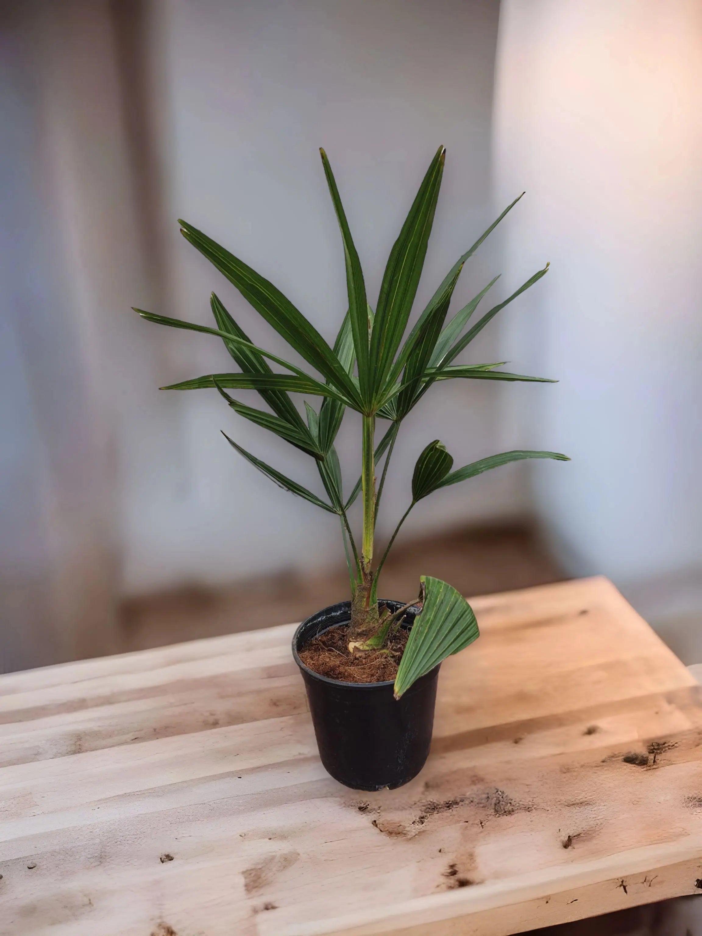 Trachycarpus fortunei - Chinesische Hanfpalme aus Freilandzucht - Image