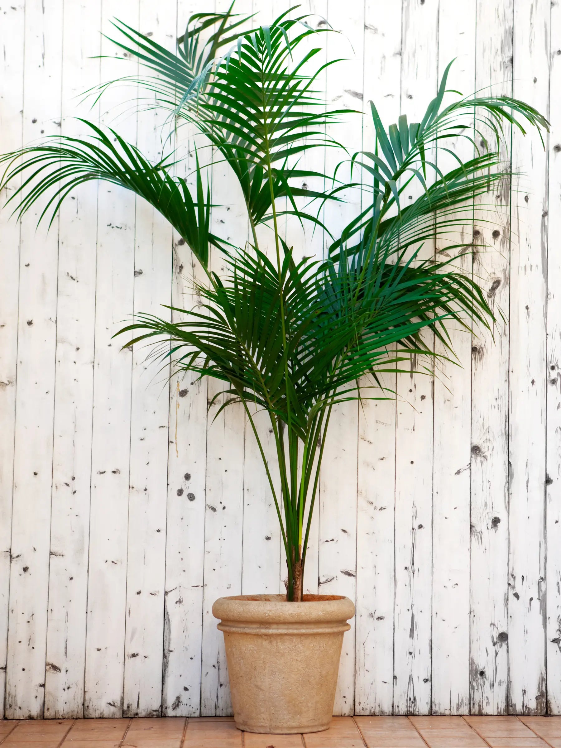 Howea forsteriana - Kentiapalme - Image