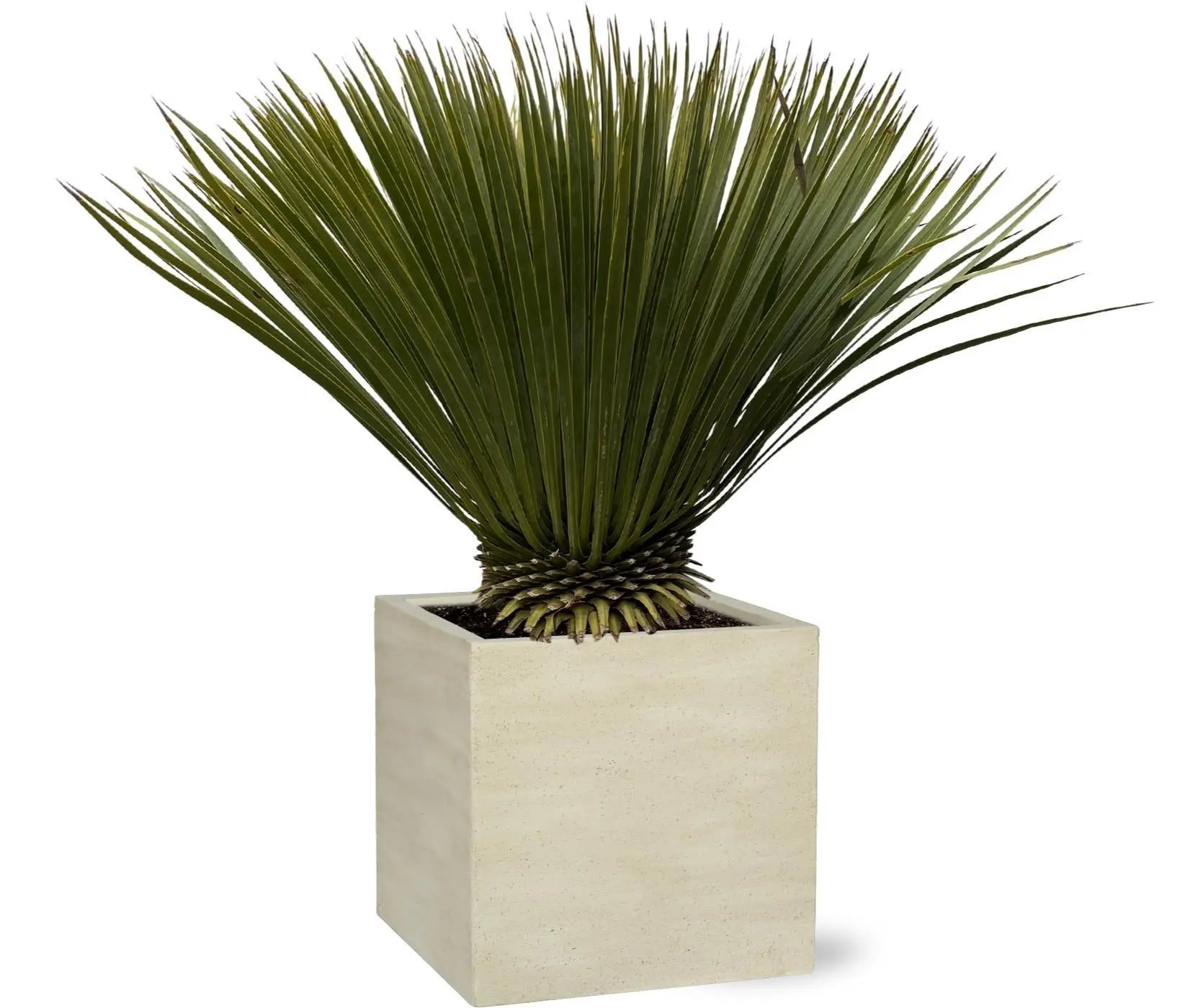 Yucca rostrata - Blaublättrige Palmlilie (↕90cm・⌀30cm) - Image