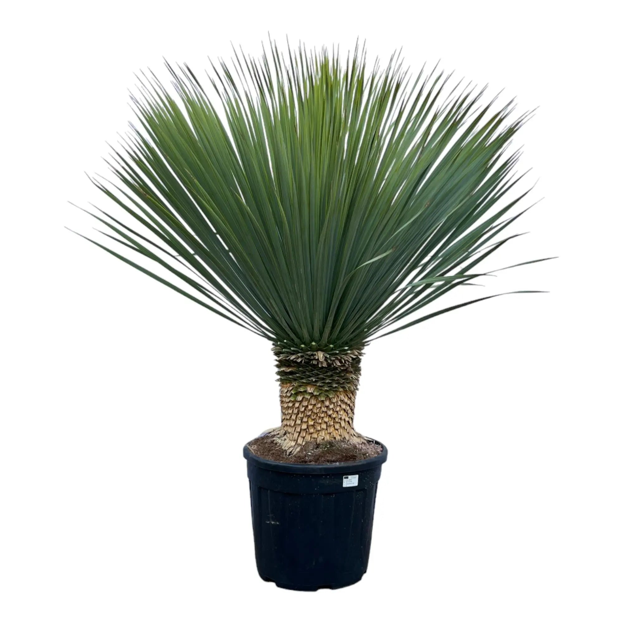 Yucca rostrata - Blaublättrige Palmlilie - Image