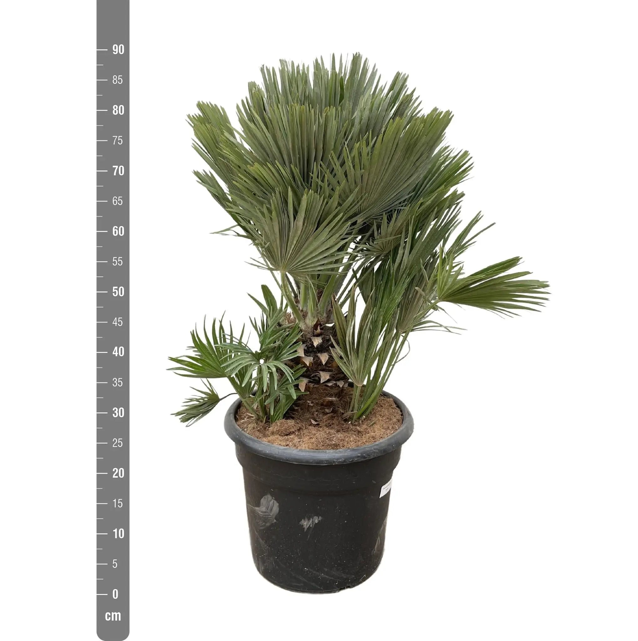 Chamaerops humilis - Europäische Zwergpalme - Image