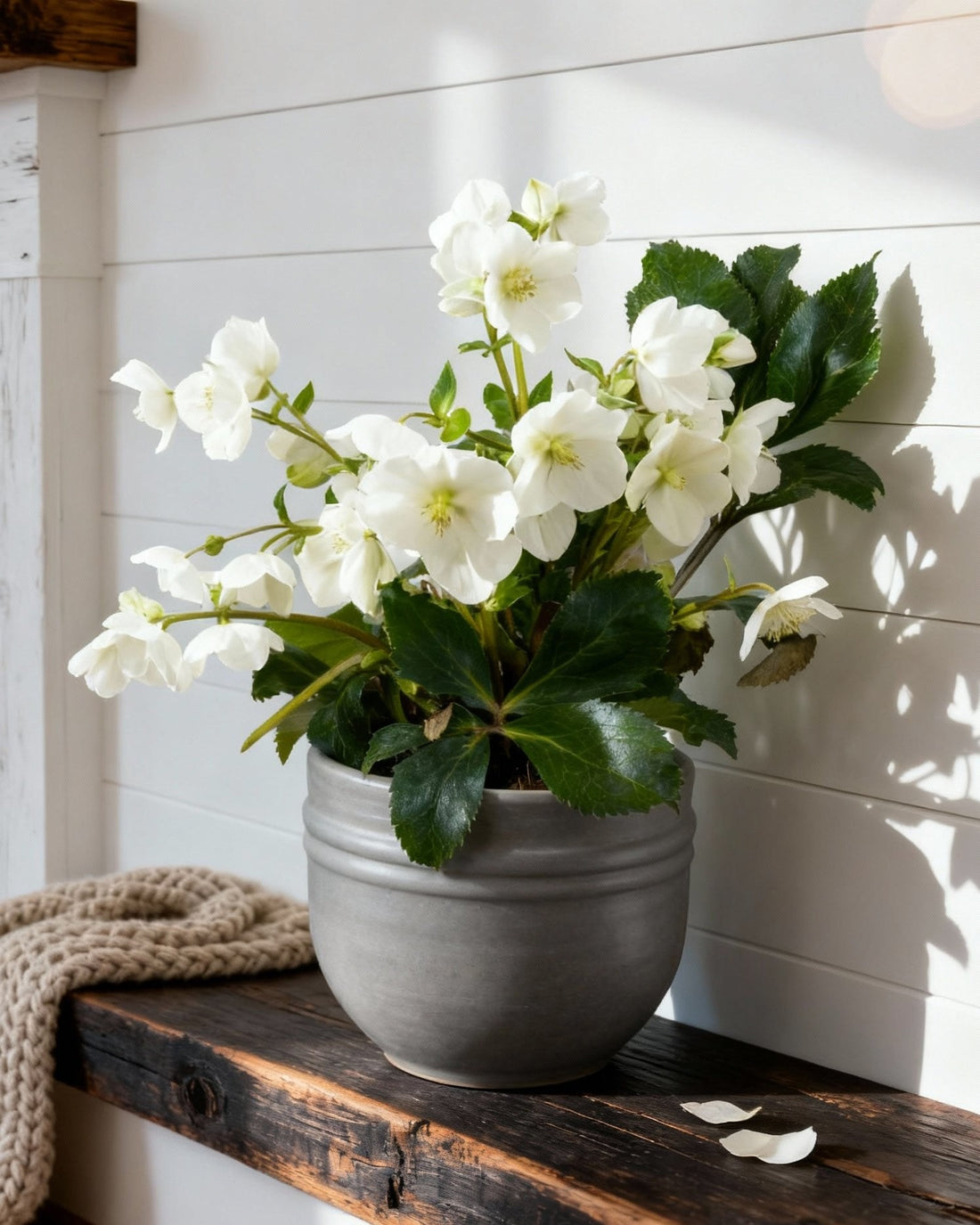 Helleborus niger - Christrose