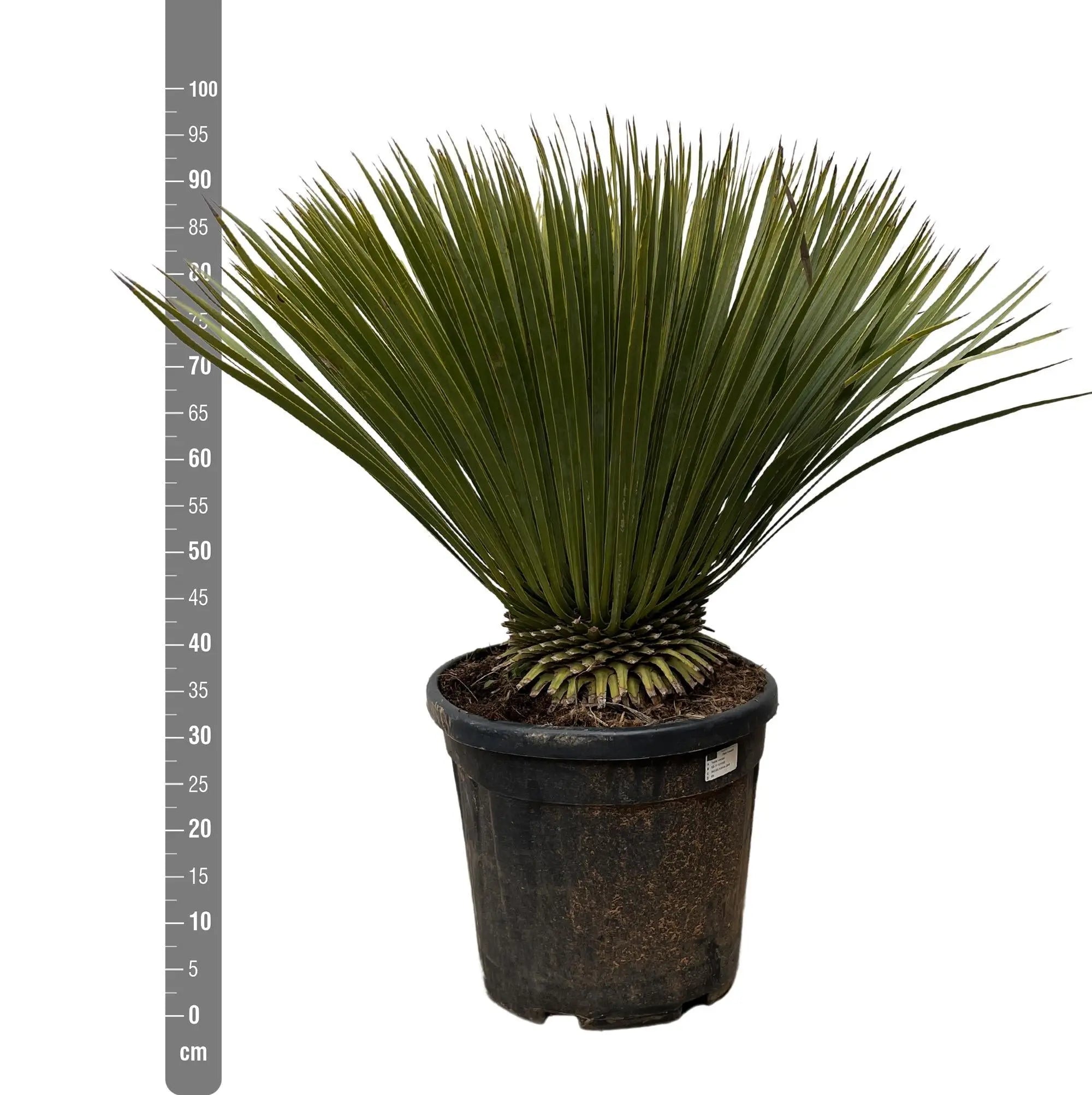 Yucca rostrata - Blaublättrige Palmlilie (↕90cm・⌀30cm) - Image
