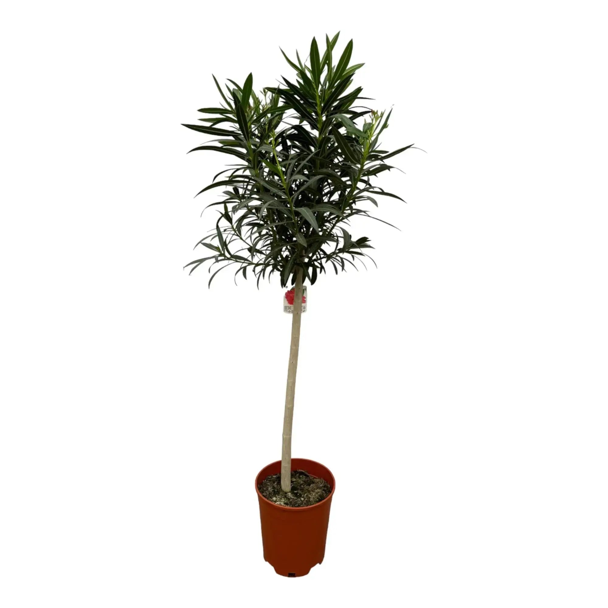 Nerium Oleander - Rosenlorbeer - Image