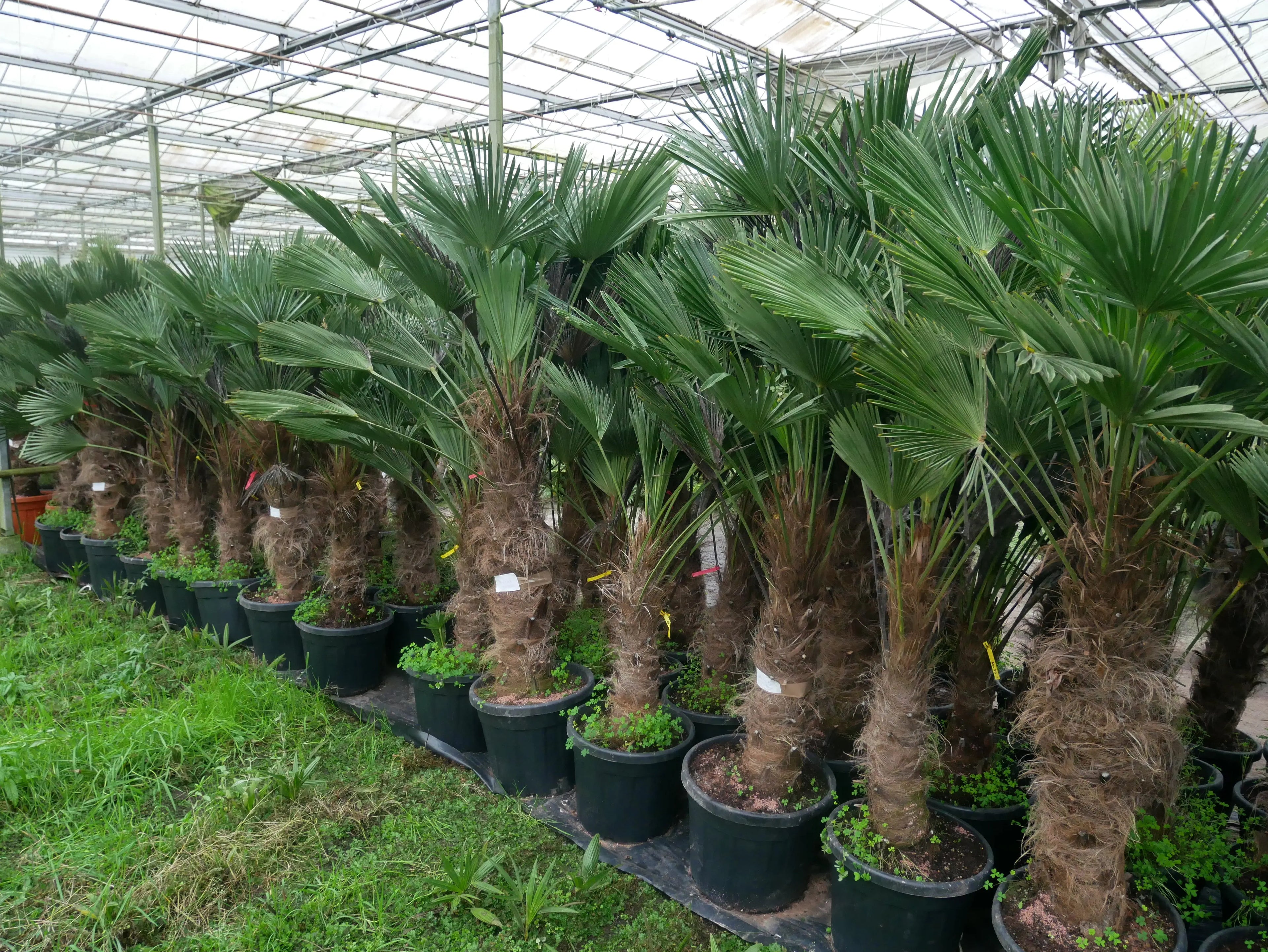 Trachycarpus wagnerianus - Wagner Hanfpalme - Image