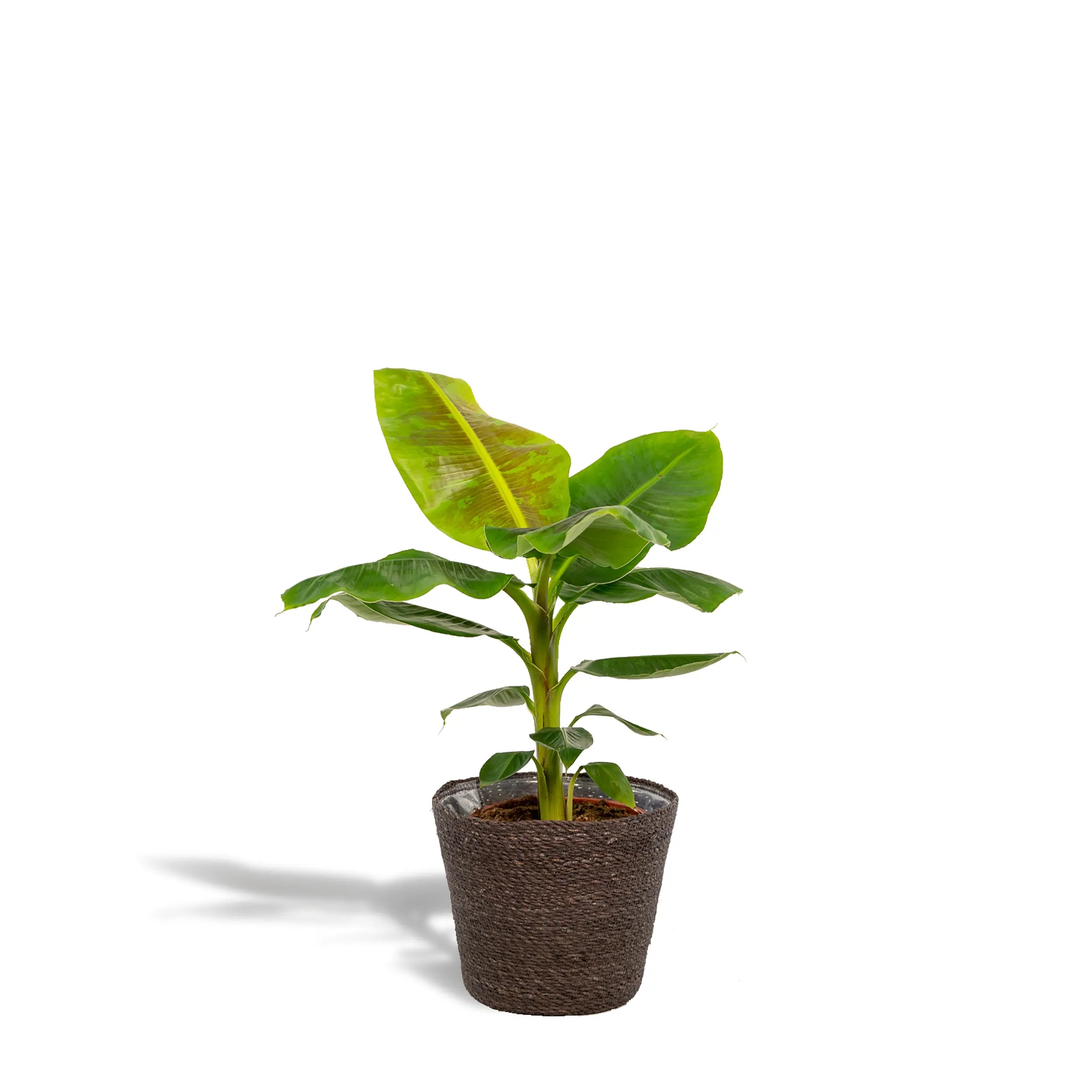 Musa Dwarf Cavendish - Zwerg-Essbanane - Image