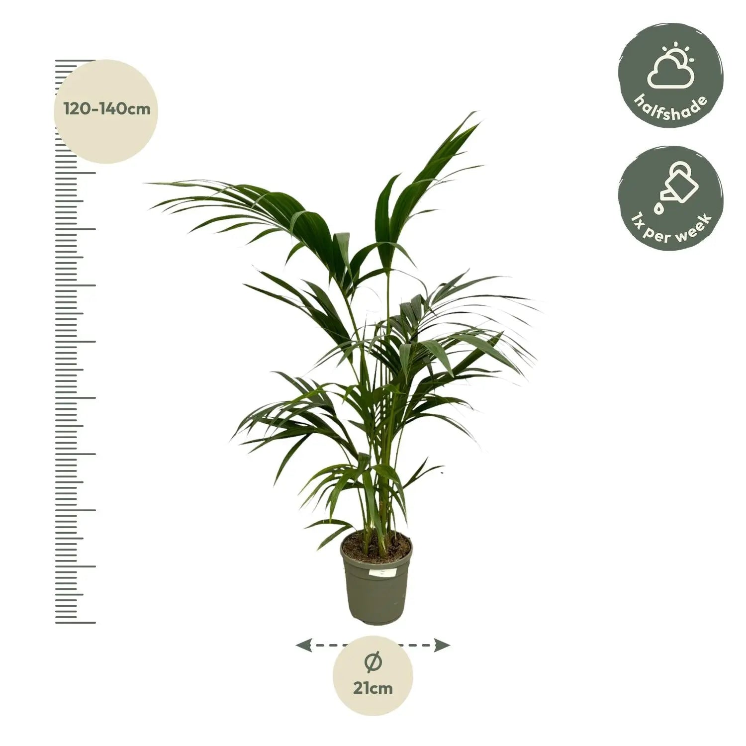 Howea forsteriana - Kentiapalme - Image