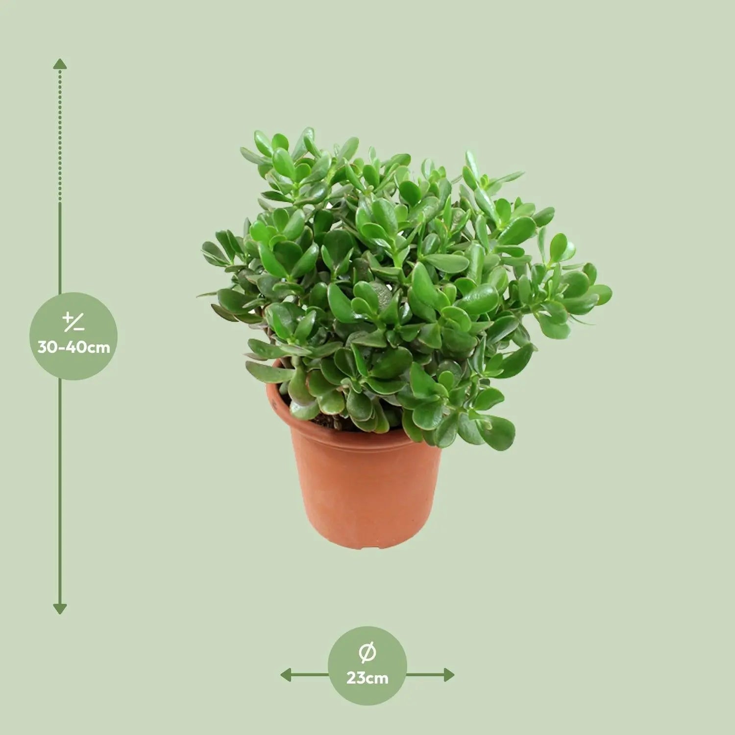 Crassula Ovata - Jadestrauch, Geldbaum - Image