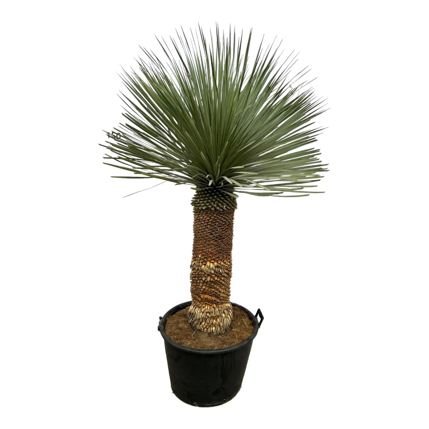 Yucca rostrata - Blaublättrige Palmlilie - Image