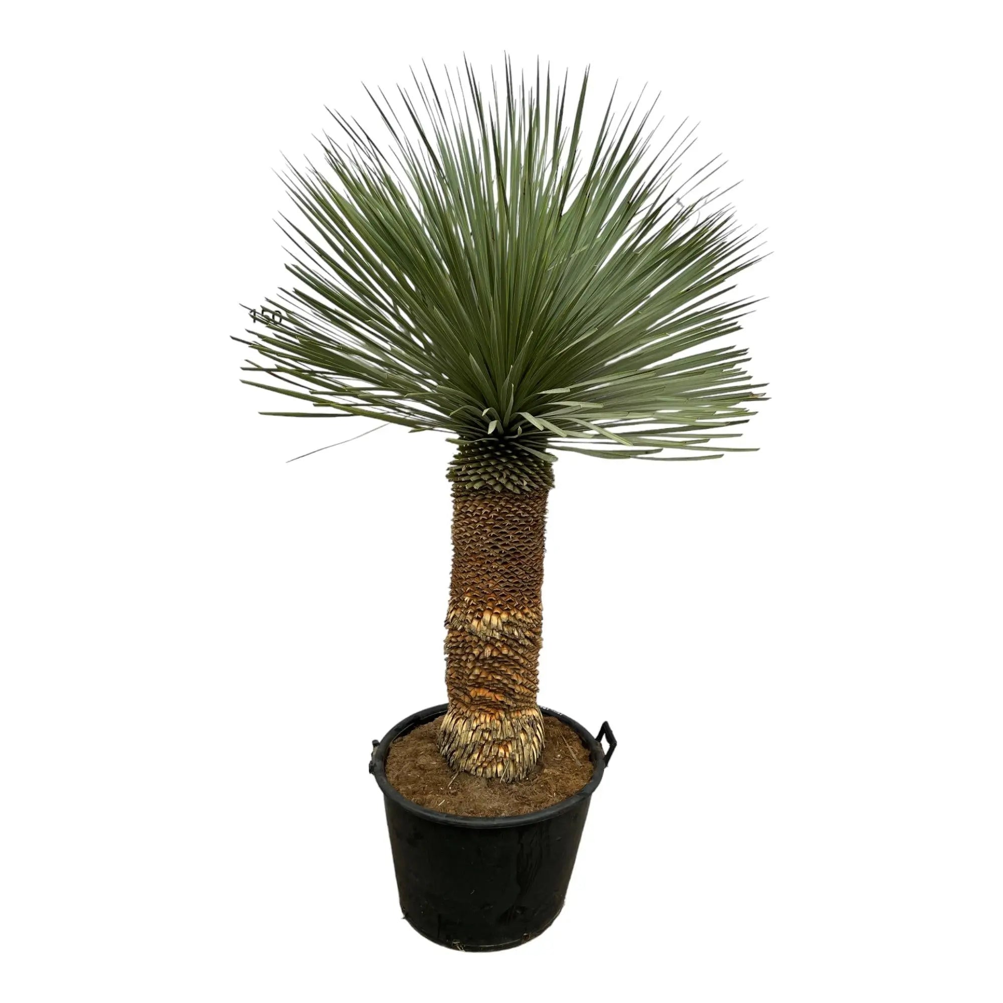 Yucca rostrata - Blaublättrige Palmlilie - Image