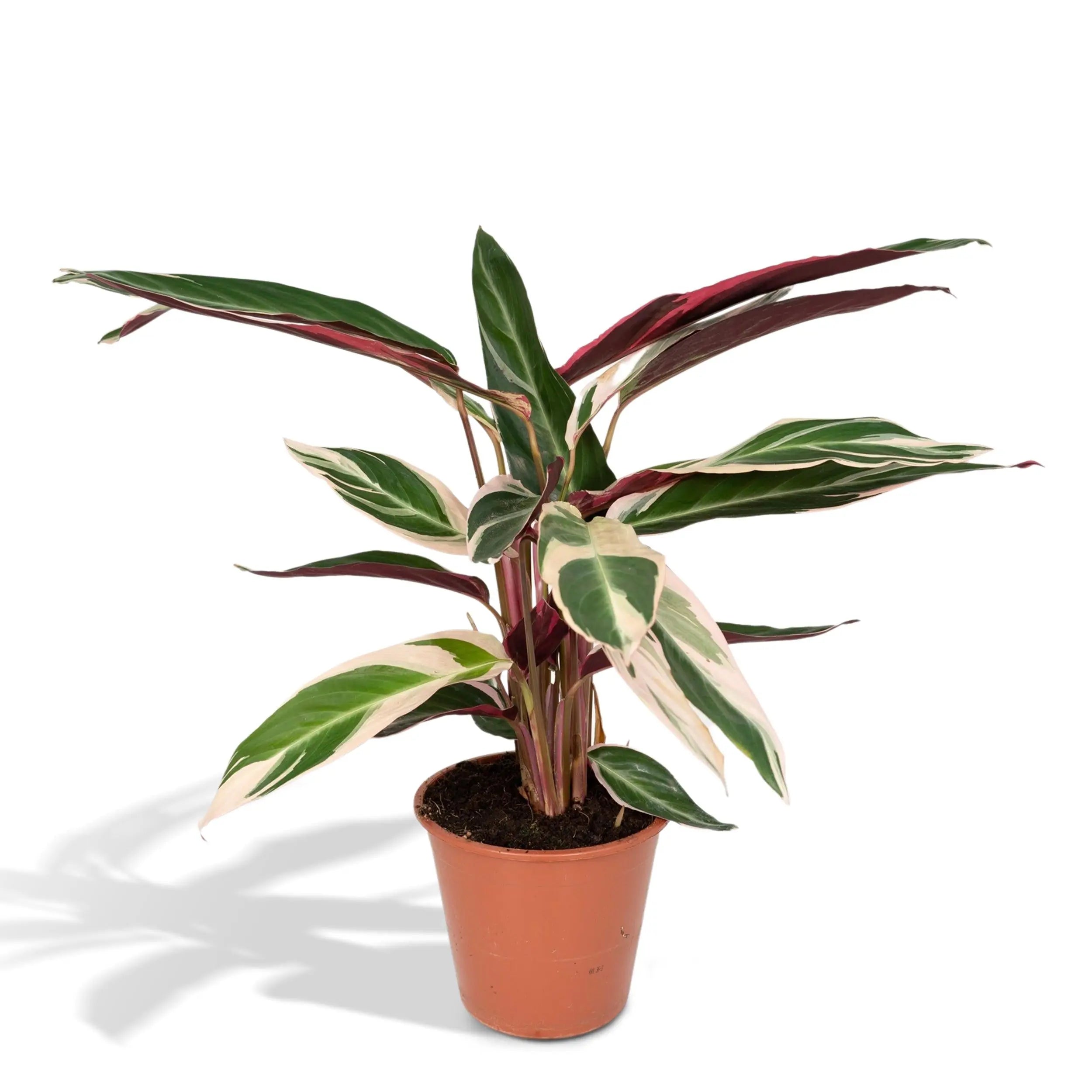 Calathea - Korbmarante - Image