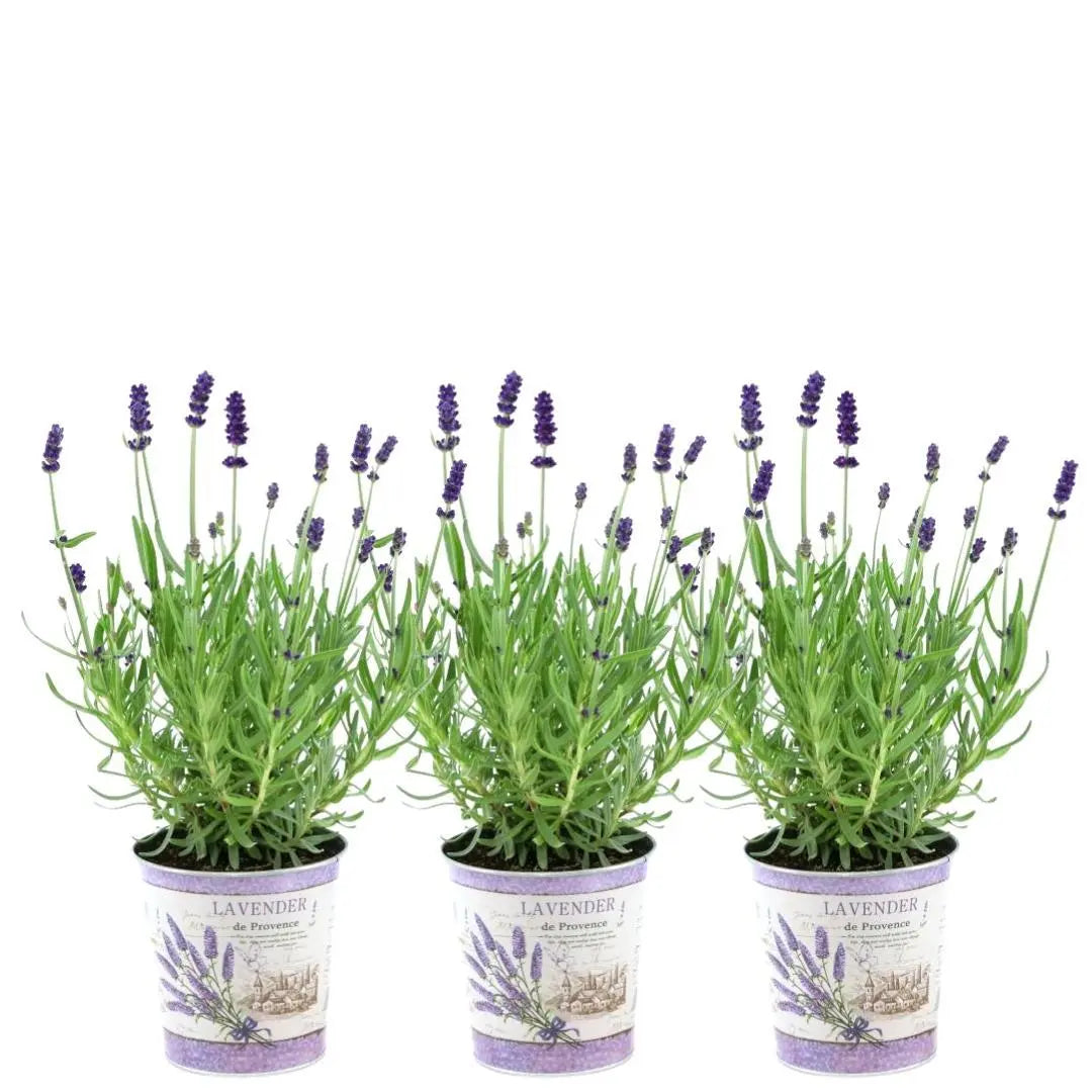 Lavandula - Verschiedene Sorten winterharter Lavendel - Image