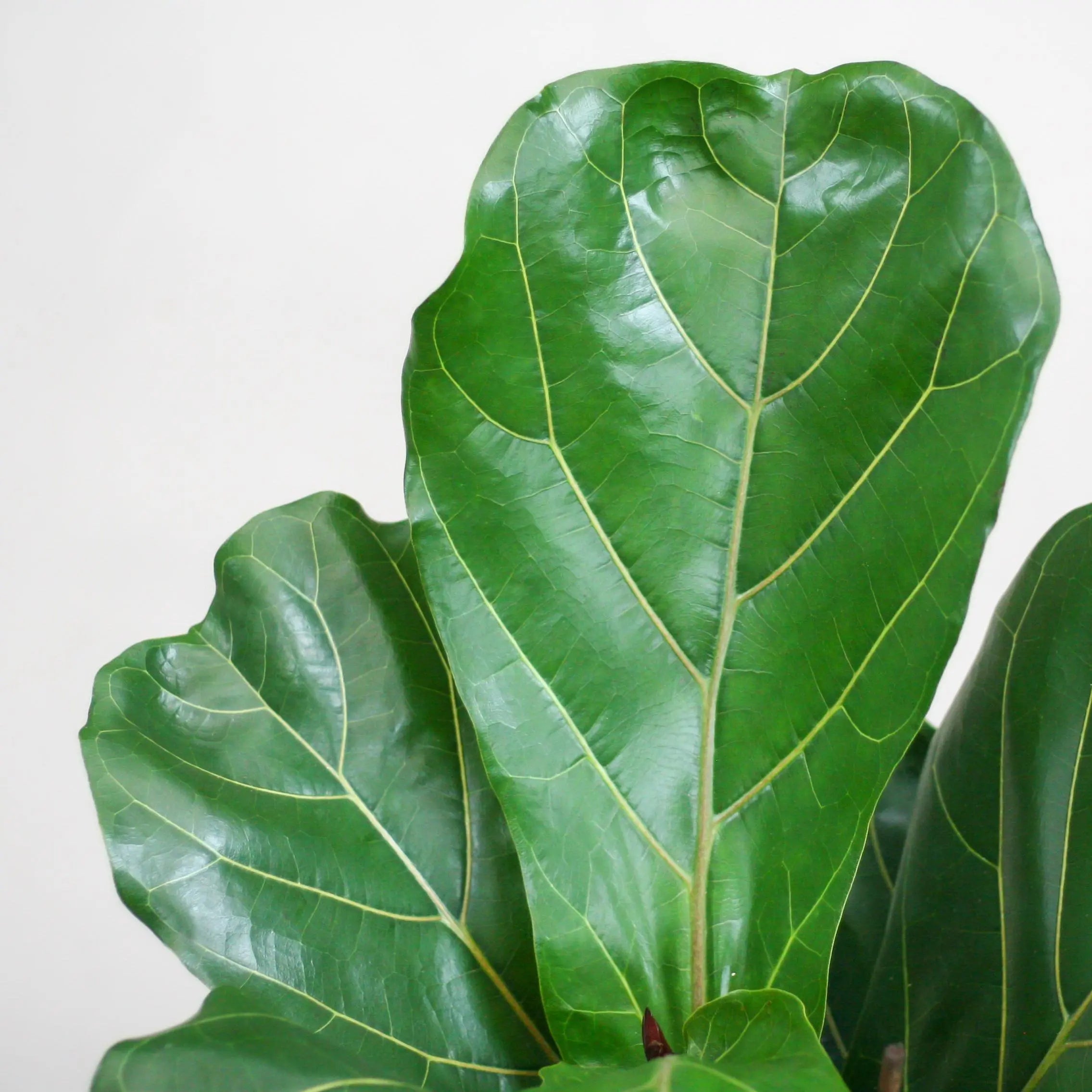 Ficus lyrata - Geigenfeige - Image