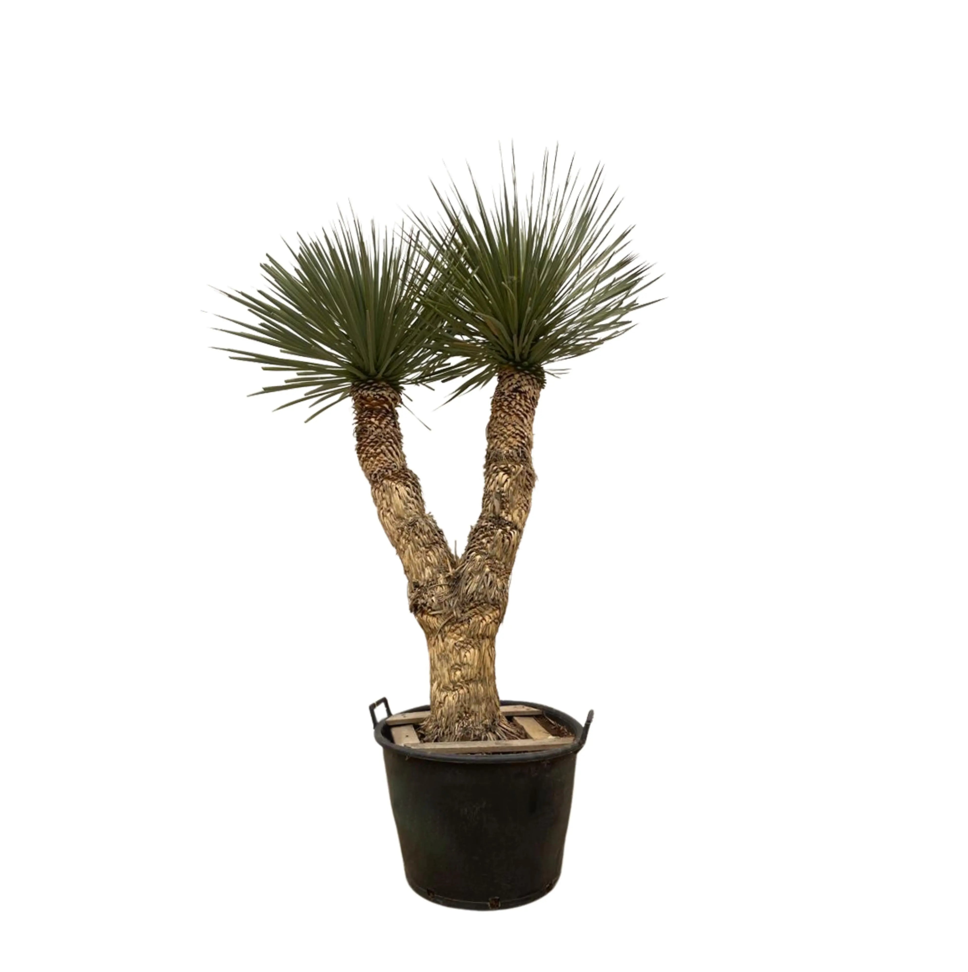 Yucca rostrata - Blaublättrige Palmlilie - Image