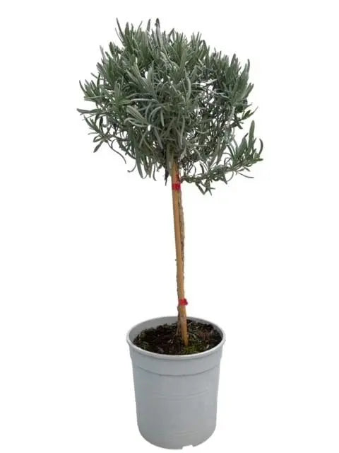 Lavandula - Verschiedene Sorten winterharter Lavendel - Image