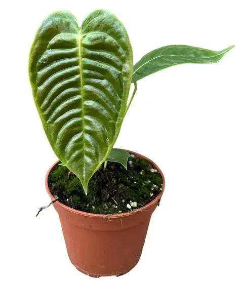 Anthurium - Große Auswahl Flamingoblumen, Anthurien - Image