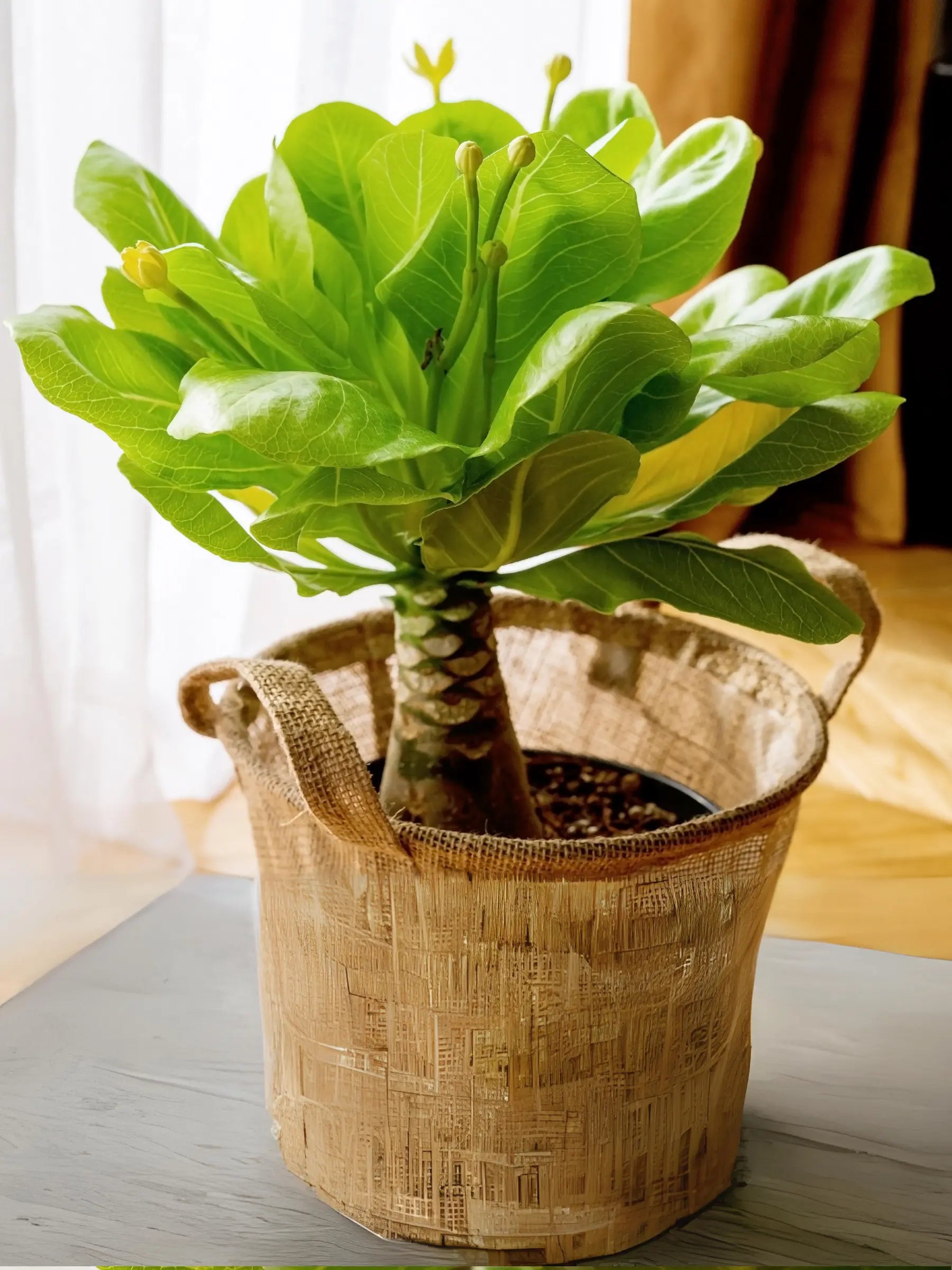 Brighamia insignis - Hawaii-Palme - Image