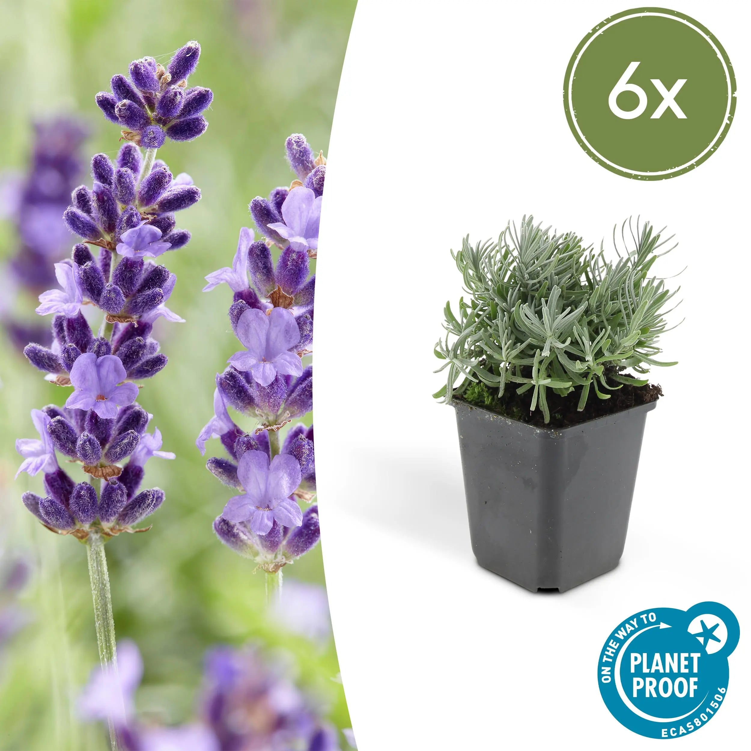 Lavandula - Verschiedene Sorten winterharter Lavendel - Image