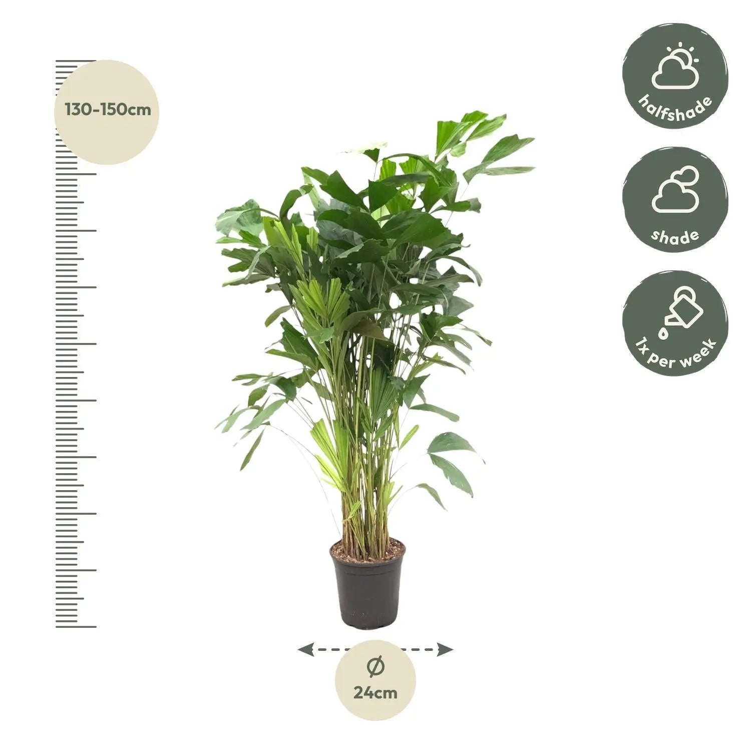 Caryota Mitis - Fischschwanzpalme - Image