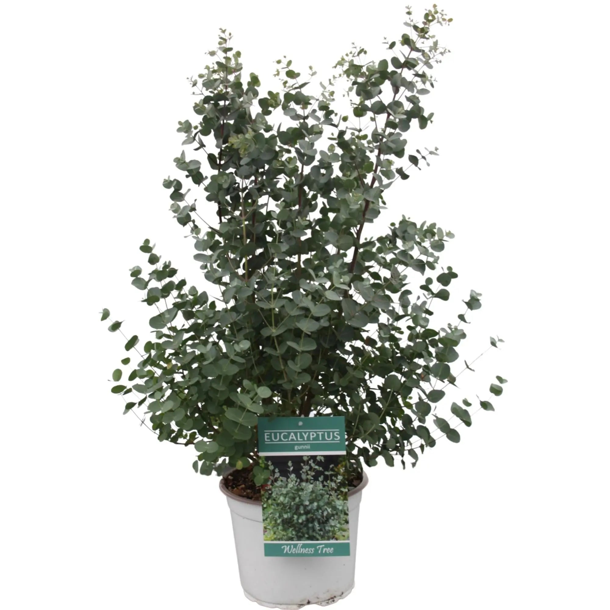 Eucalyptus gunnii - Mostgummi-Eukalyptus - Image