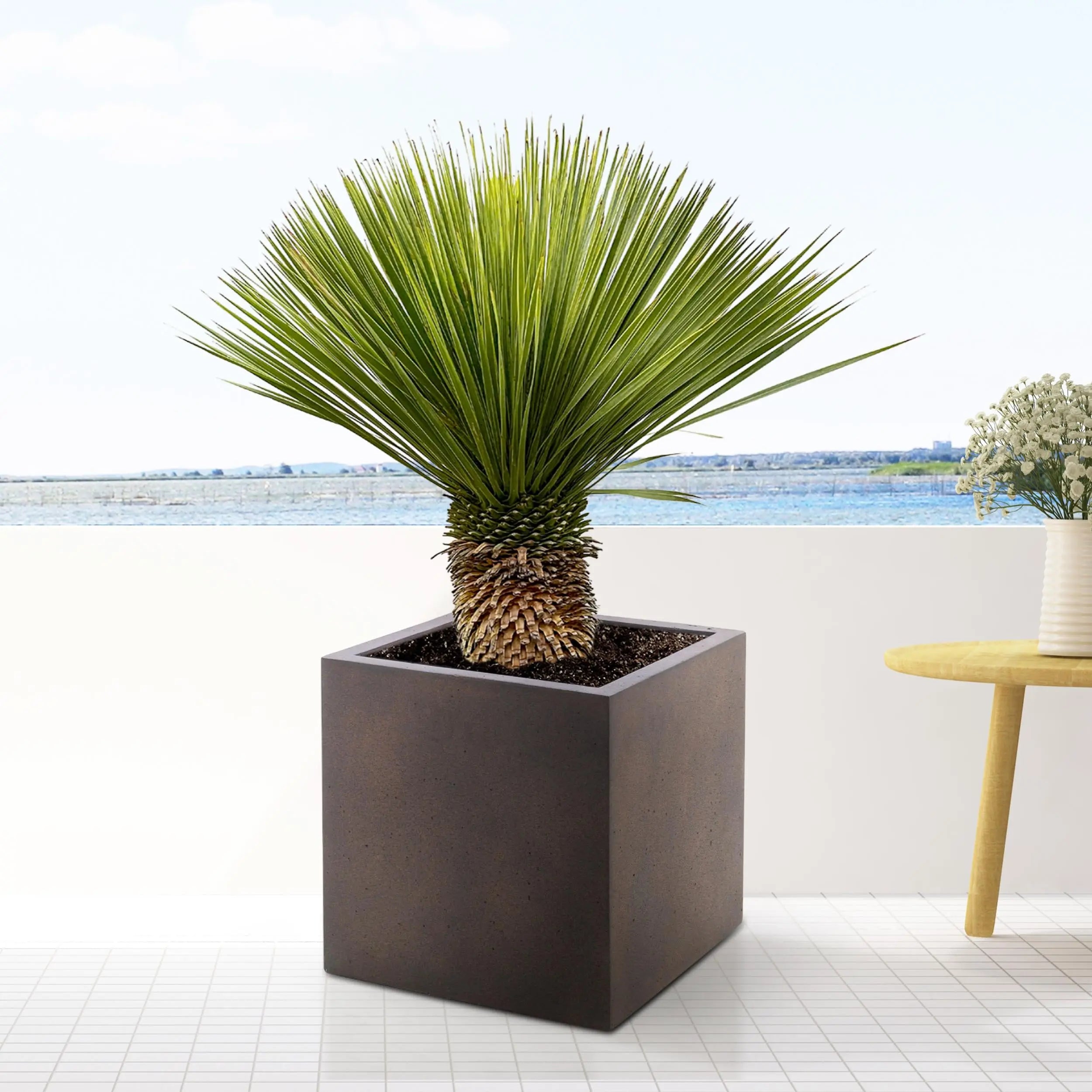 Yucca rostrata - Blaublättrige Palmlilie - Image