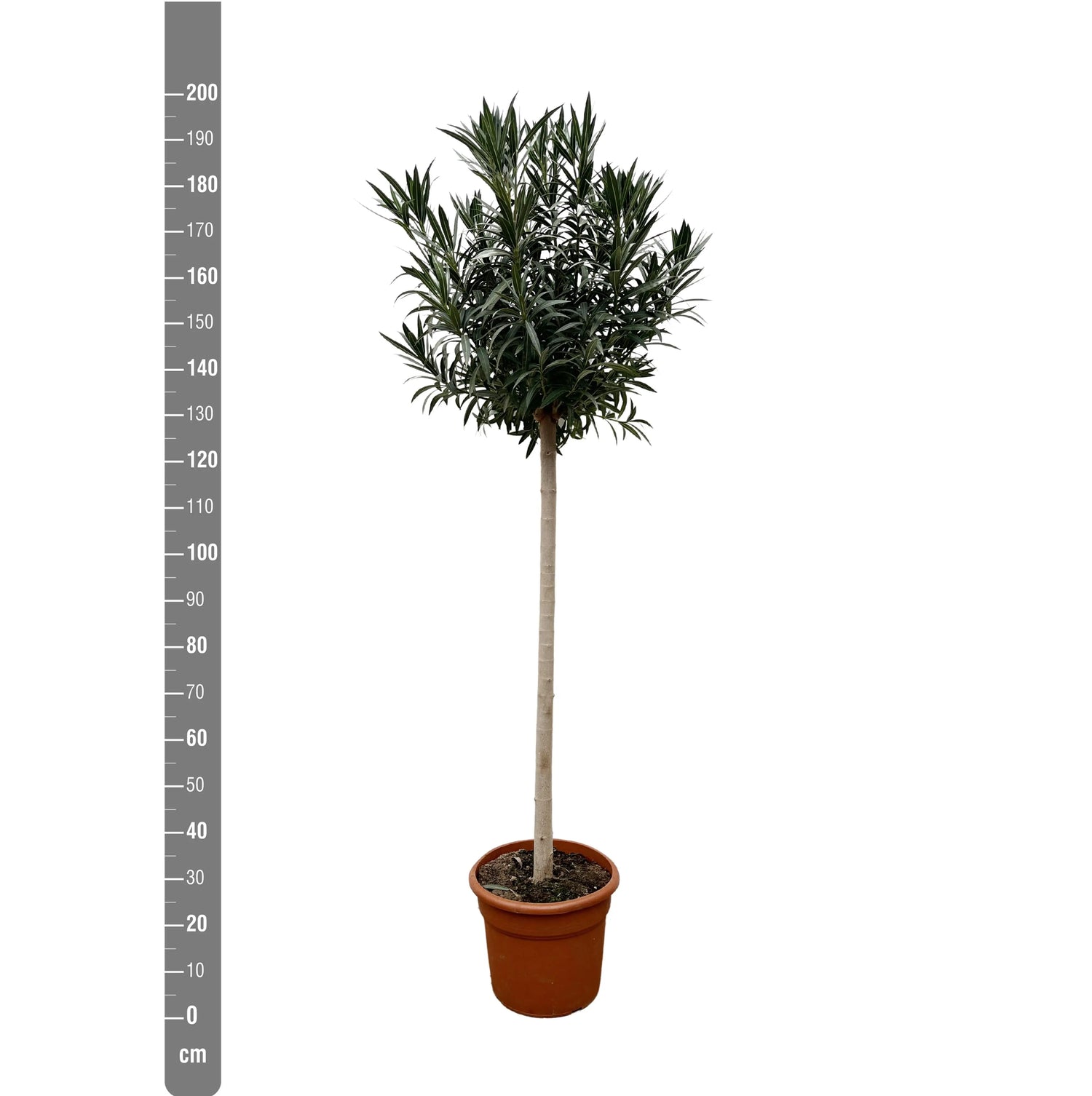 Nerium Oleander - Rosenlorbeer - Image 
