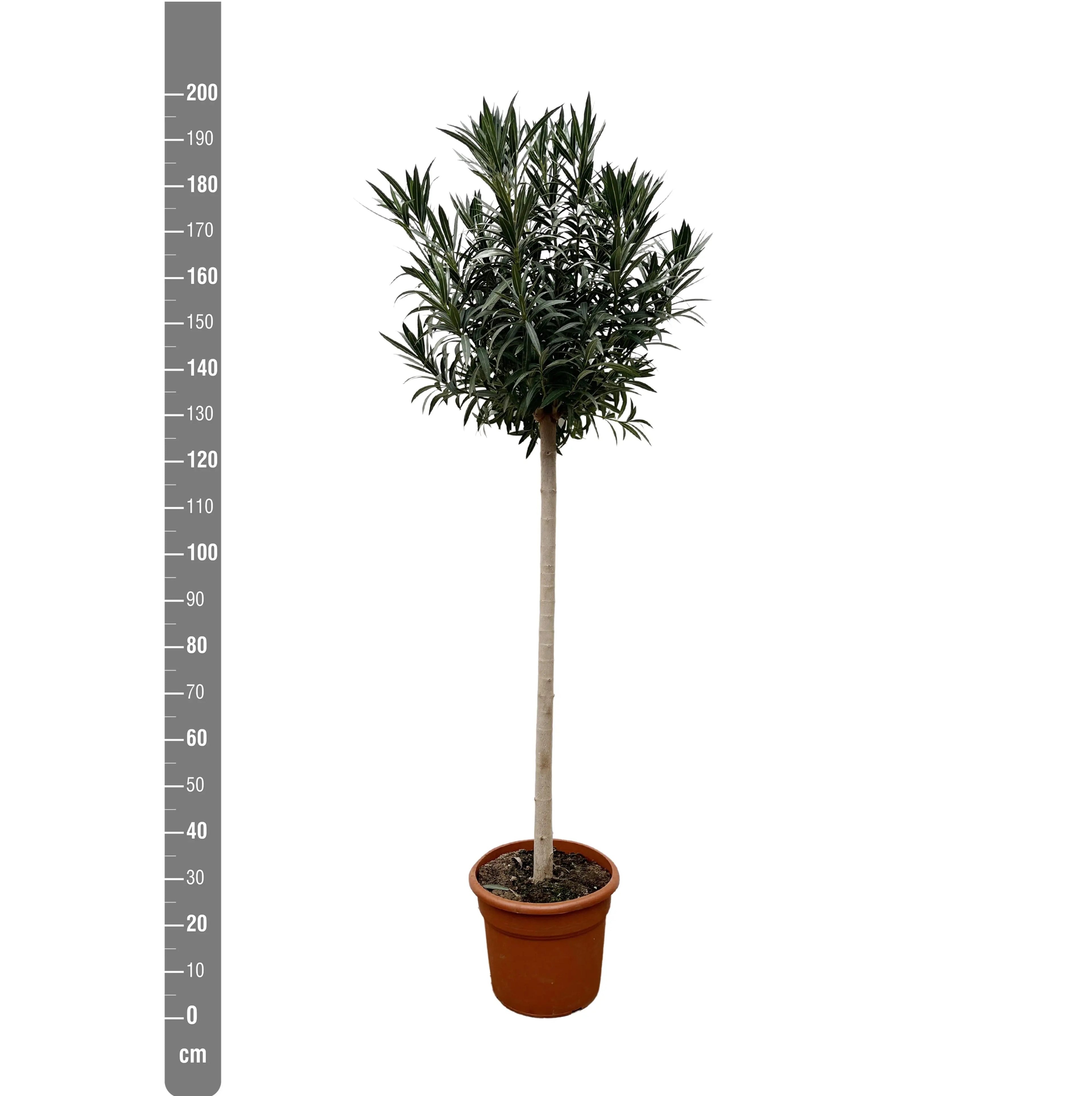 Nerium Oleander - Rosenlorbeer - Image